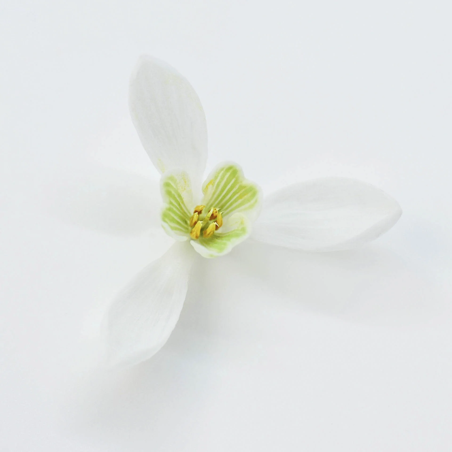 Close-up of a white snowdrop flower with green accents and yellow stamens on a white background.