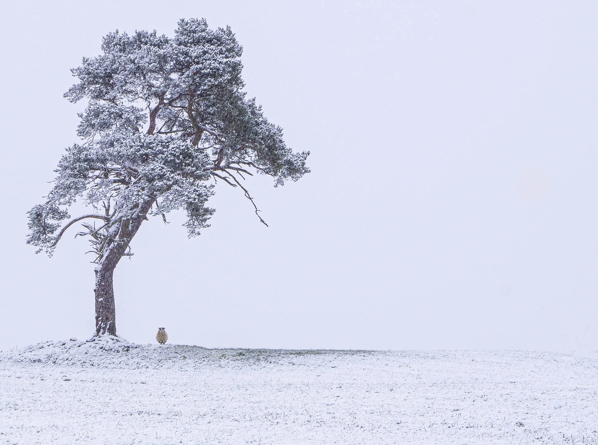 Lonely tree and owl in a snowy landscape