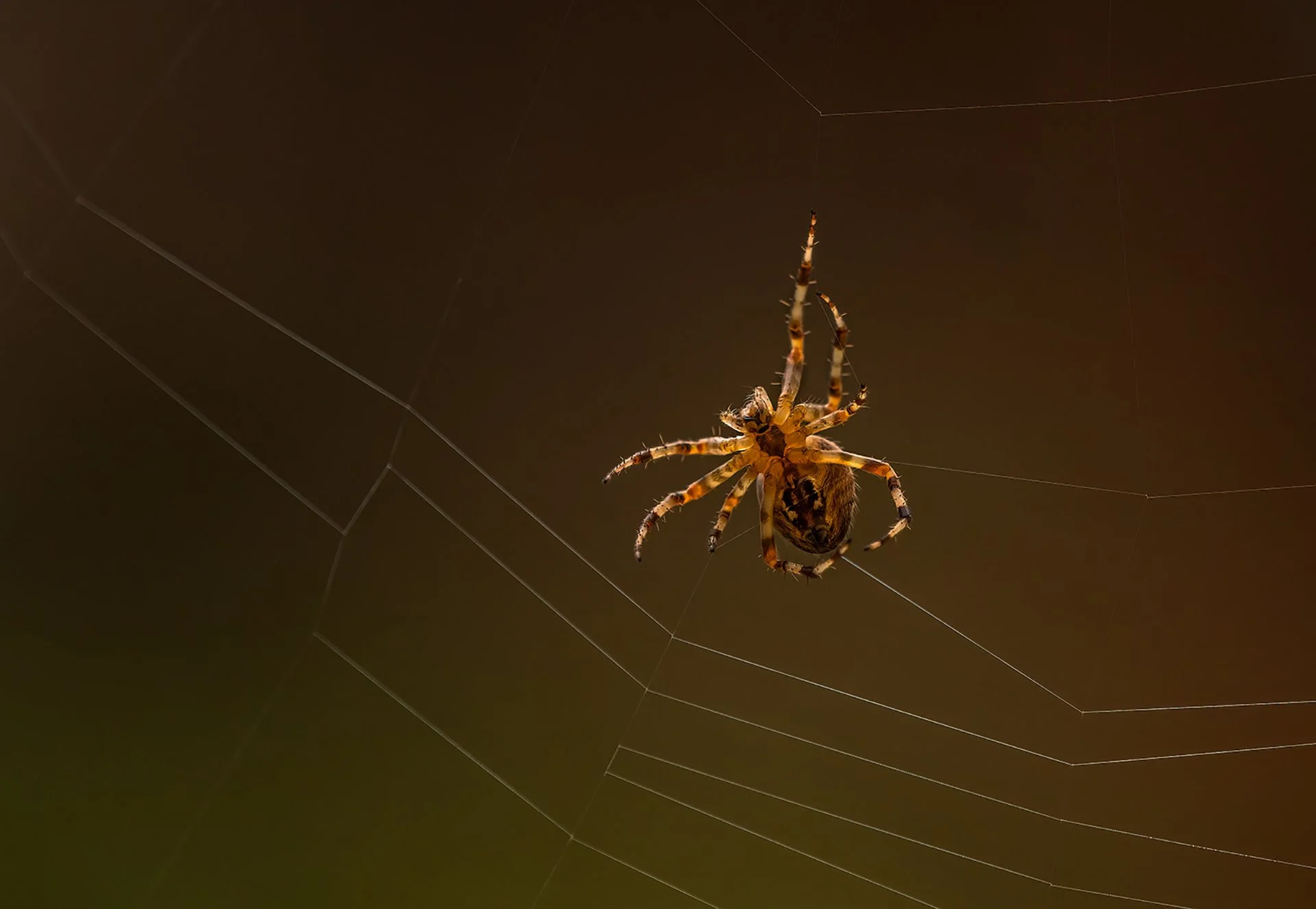 Close-up of a spider on a web against a dark background.