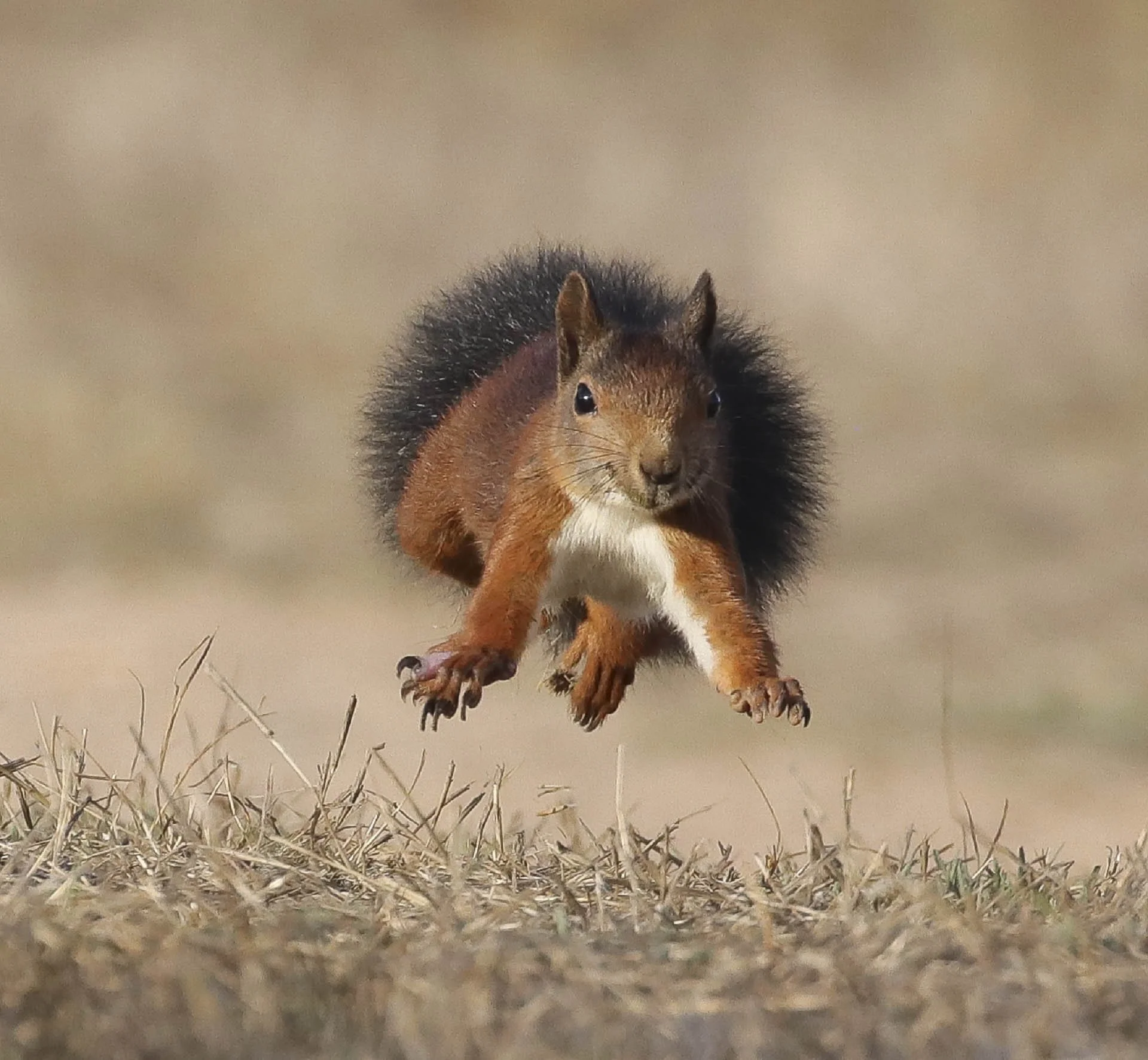 Squirrel leaping in midair over dry grass in a field.