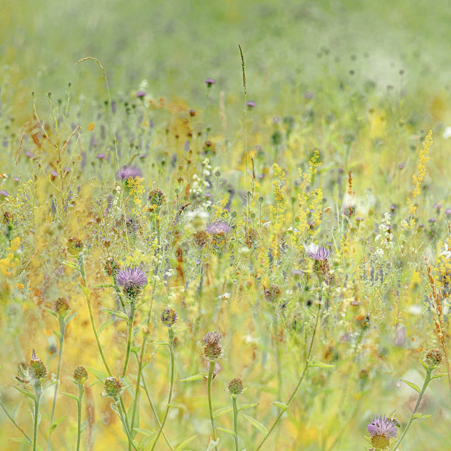 Wildflowers in a meadow