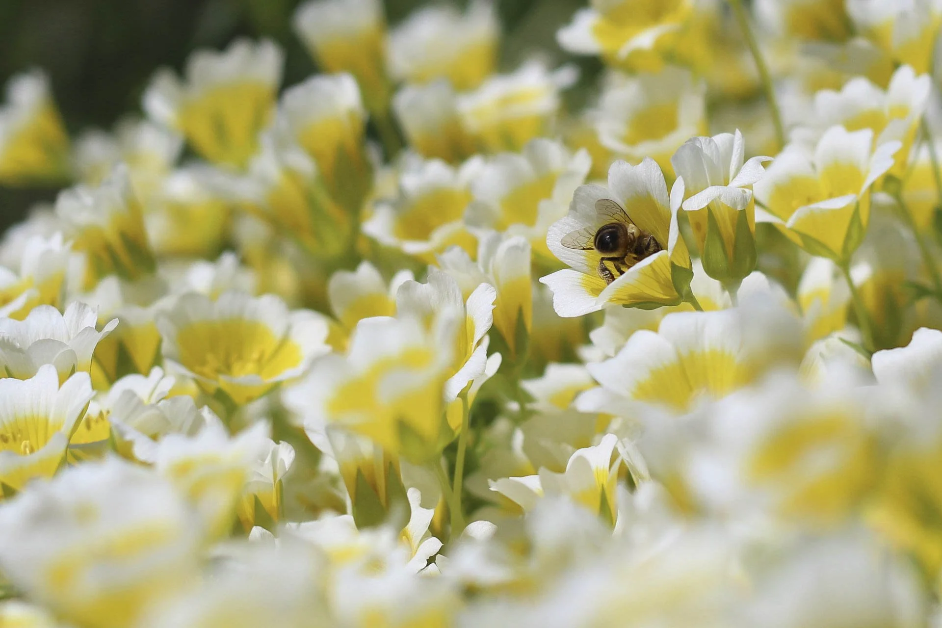A bee on a cluster of yellow and white flowers, likely Limnanthes, in a garden.