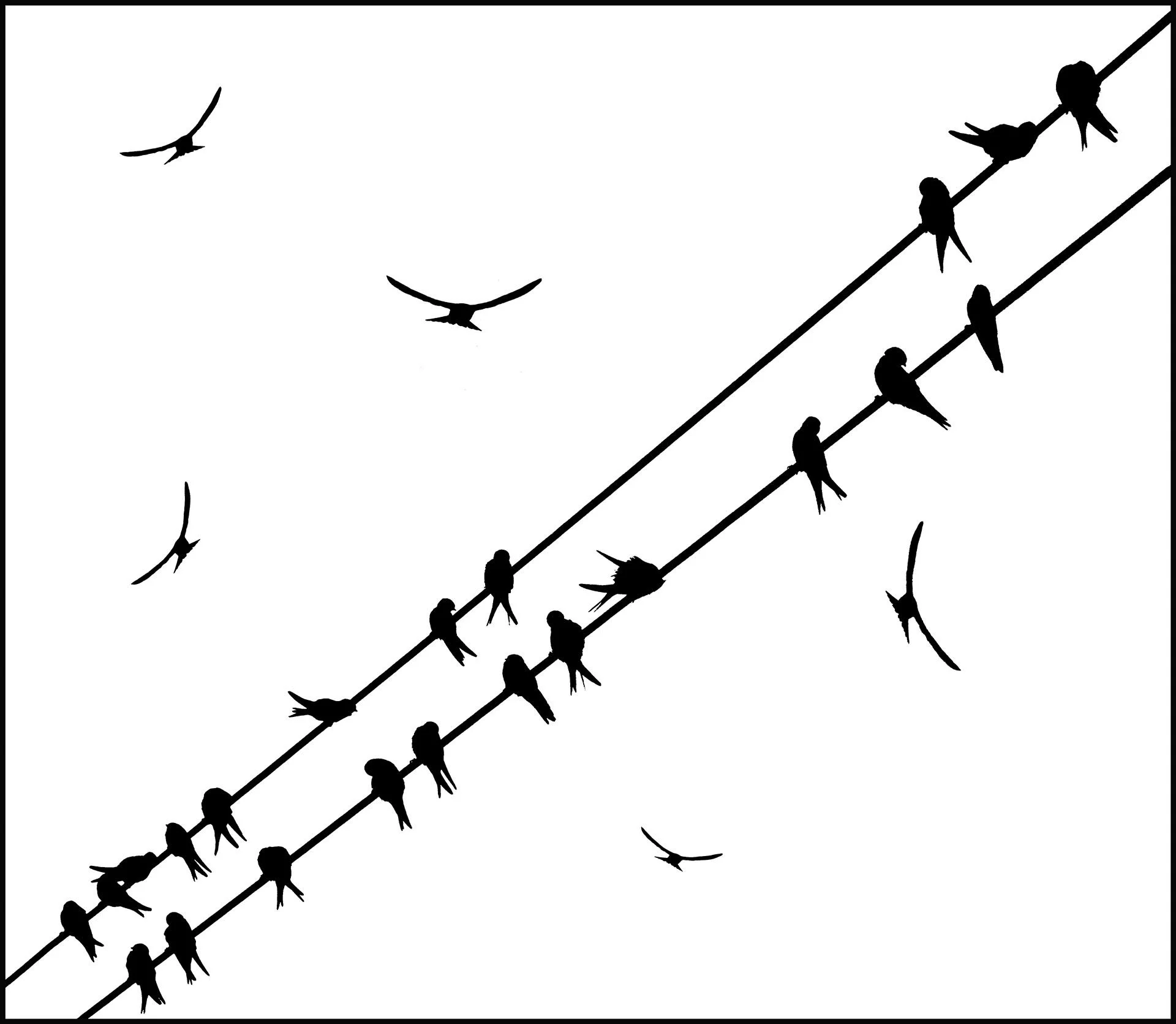 Silhouettes of birds on electric wires and flying in the sky.