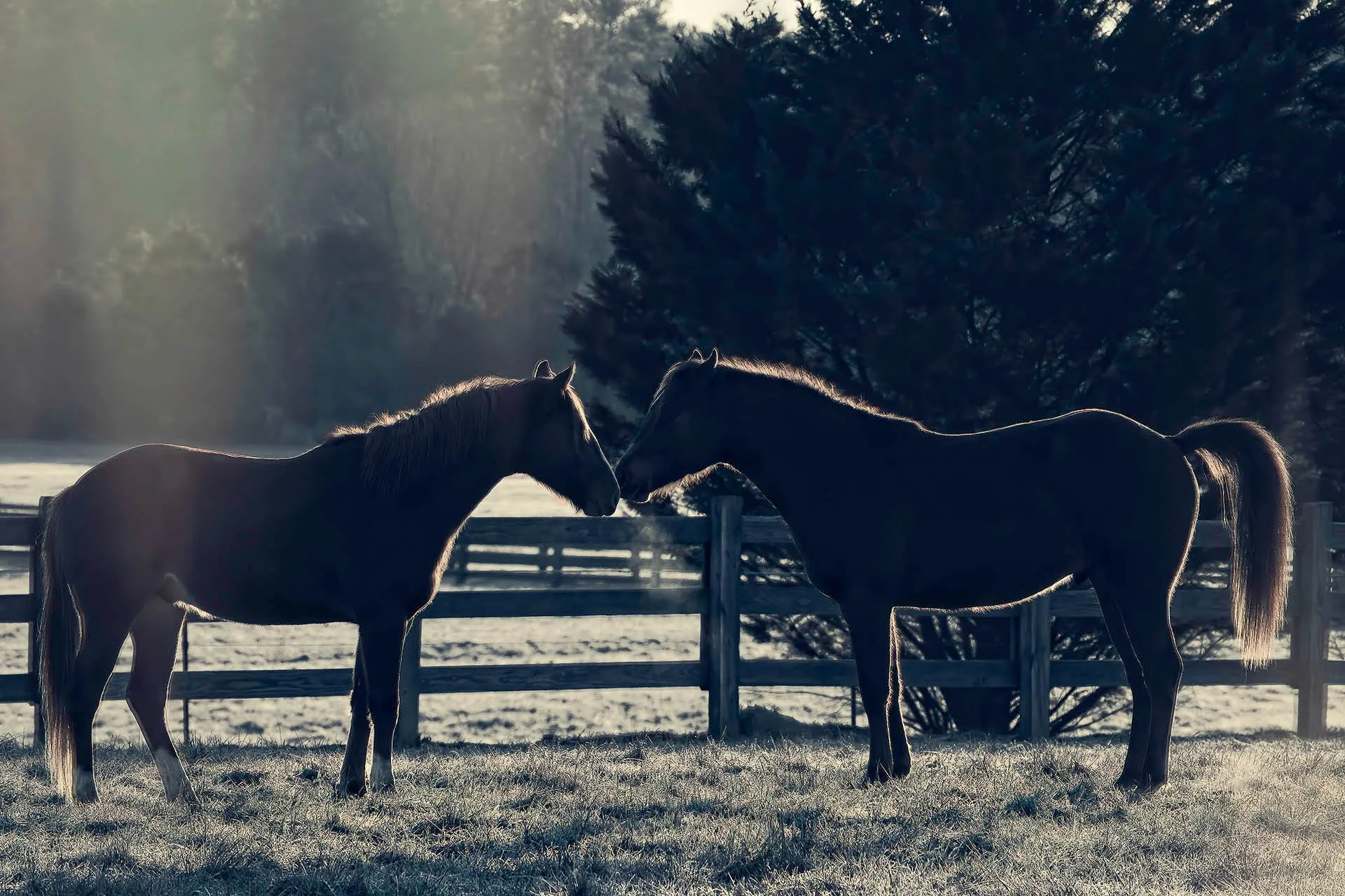 Two horses facing each other in a frosty pasture with a wooden fence and trees in the background.