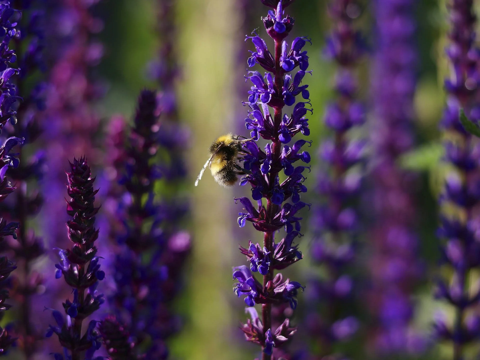 A bee on a purple salvia flower