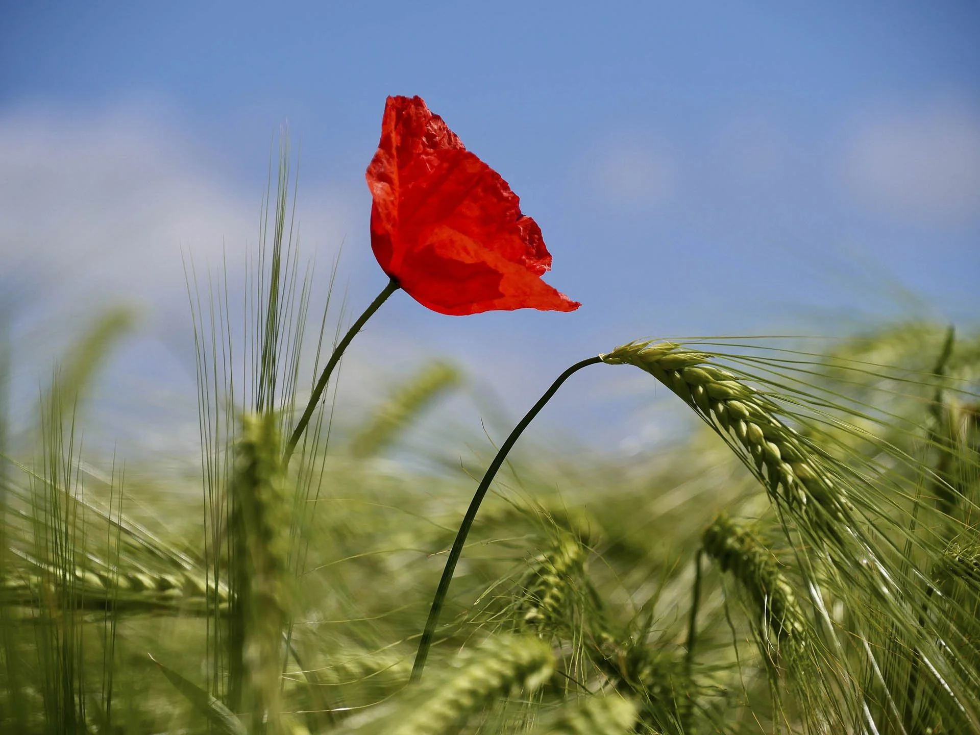 Red poppy flower in a field of green barley under a blue sky.