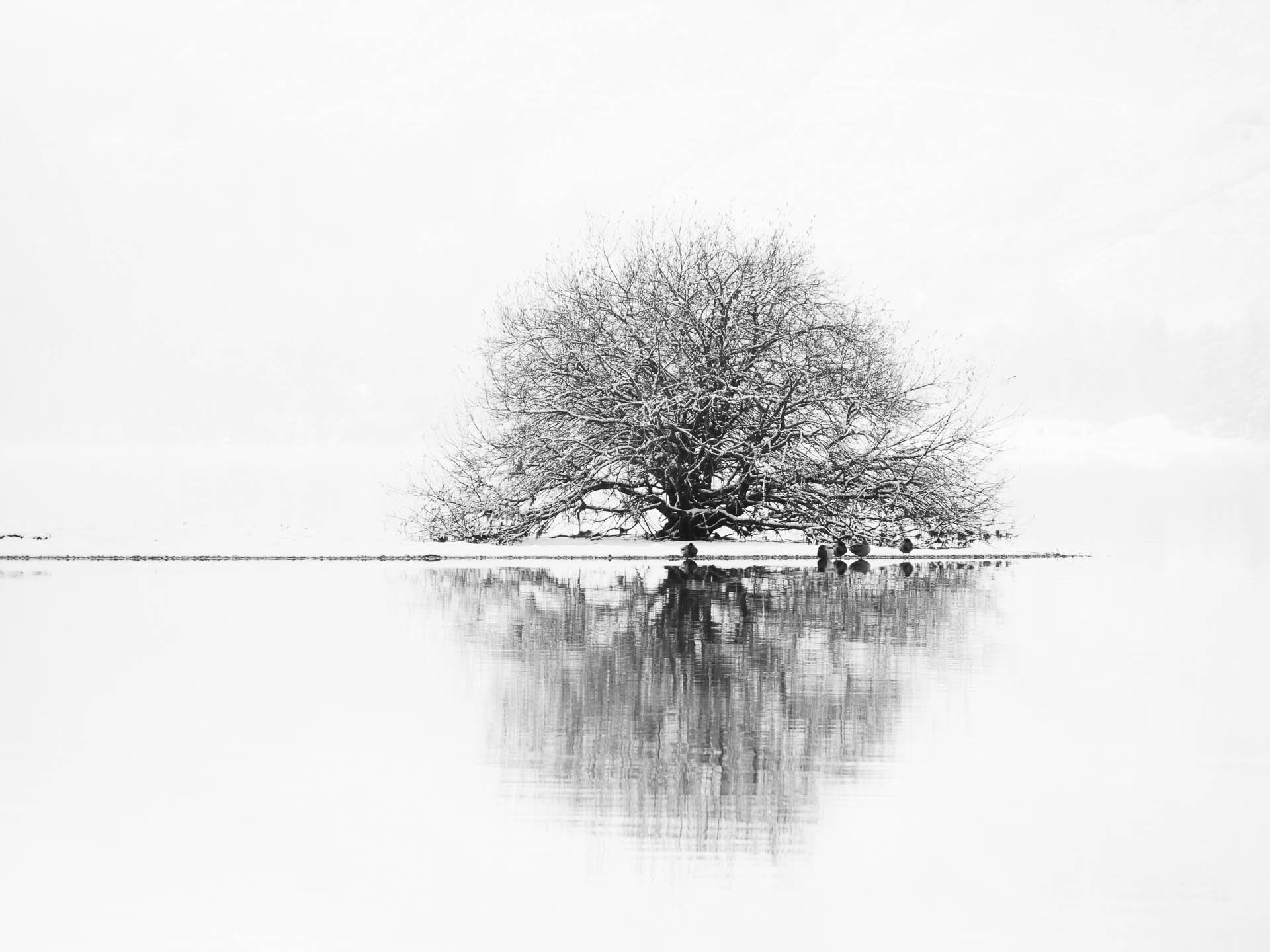 Solitary tree with bare branches on snow-covered lake bank, reflected in calm water.