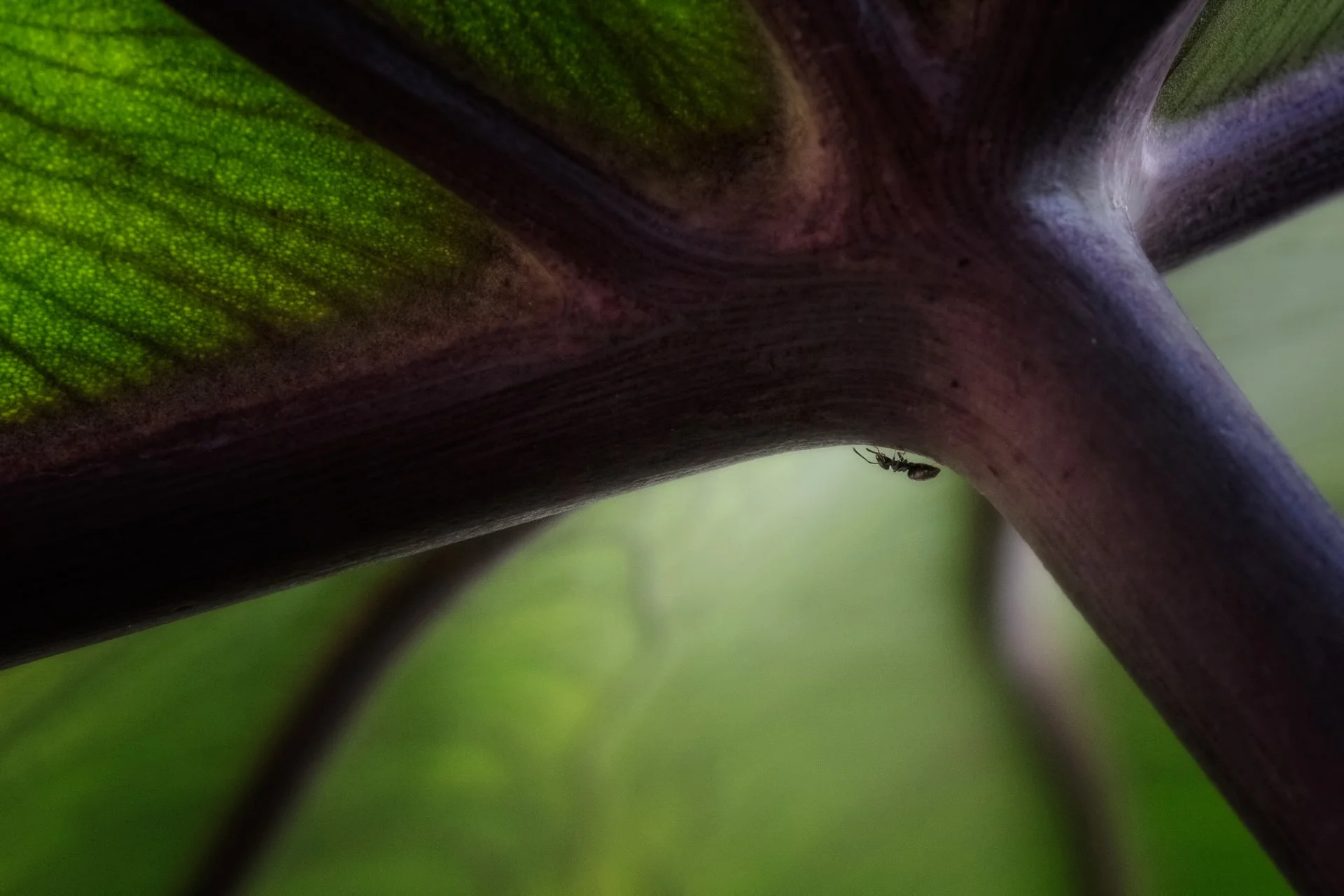 Close-up of the underside of green foliage with a small insect on a stem.