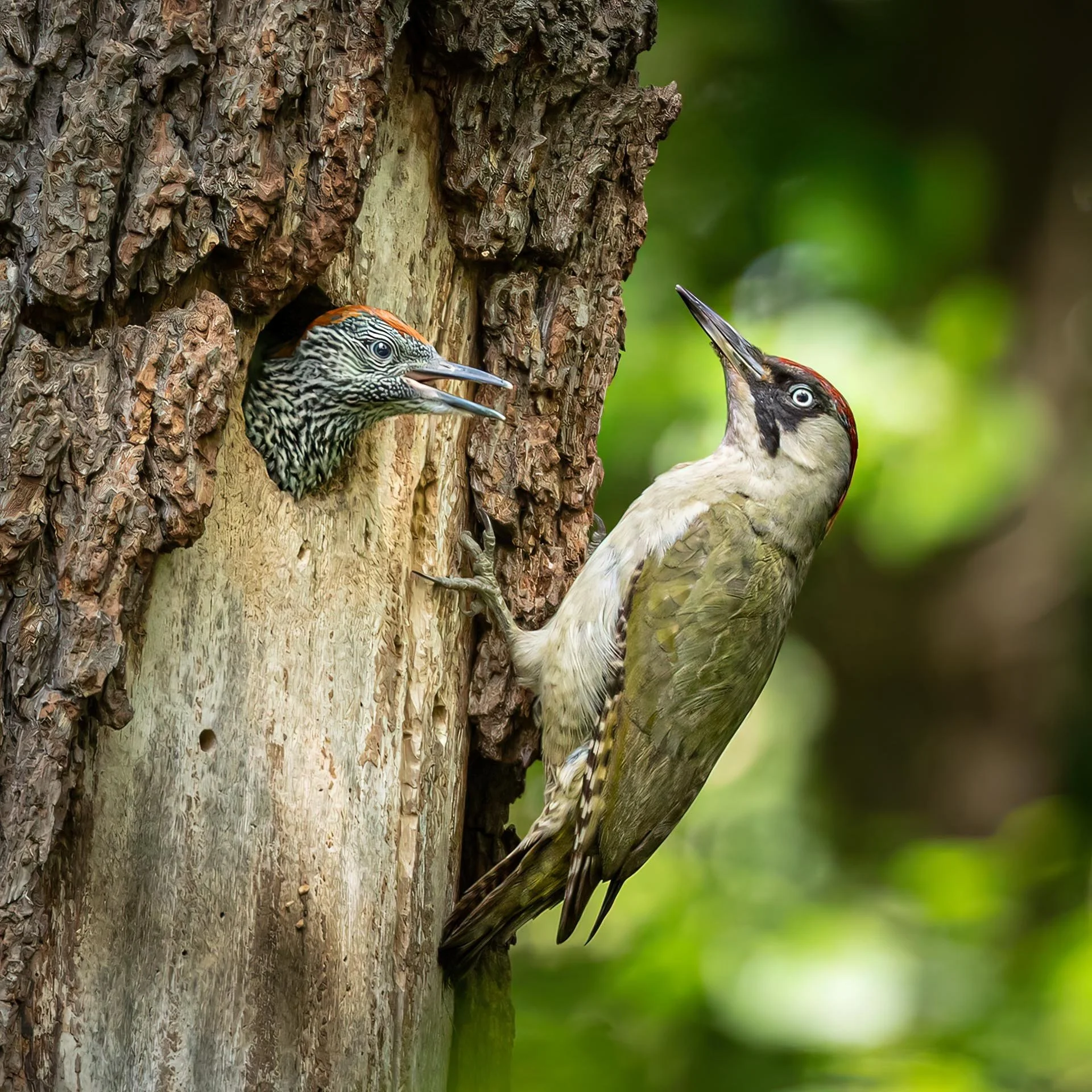 Two woodpeckers on a tree, one inside a hole and another climbing the trunk.