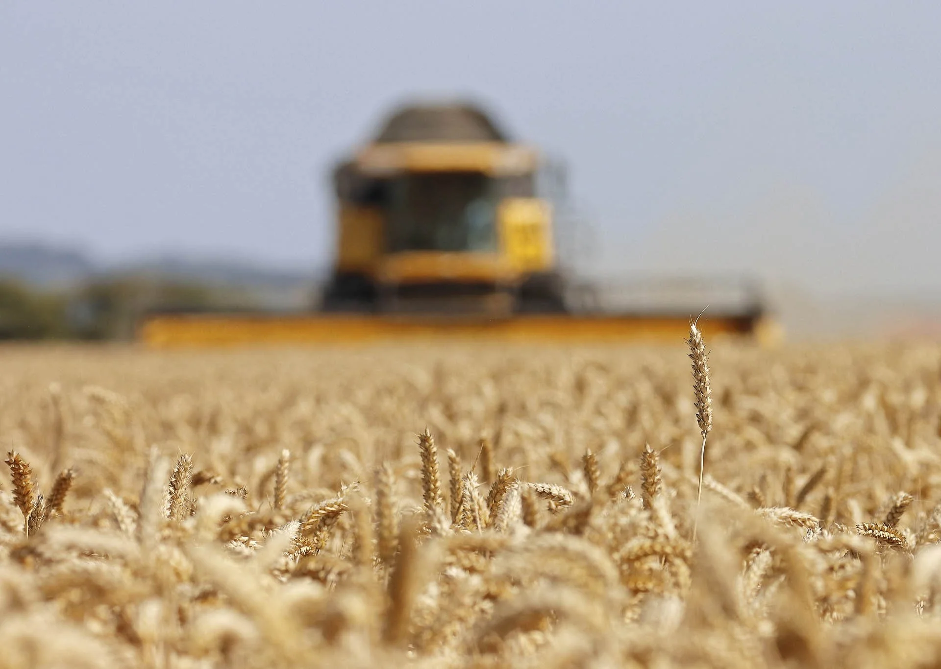 Close-up of wheat field with blurred combine harvester in the background.