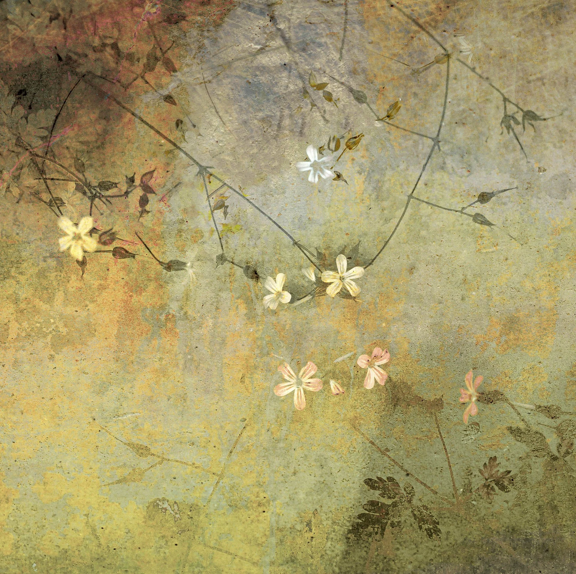 Abstract floral artwork with delicate white and pink flowers on a textured, earthy background.