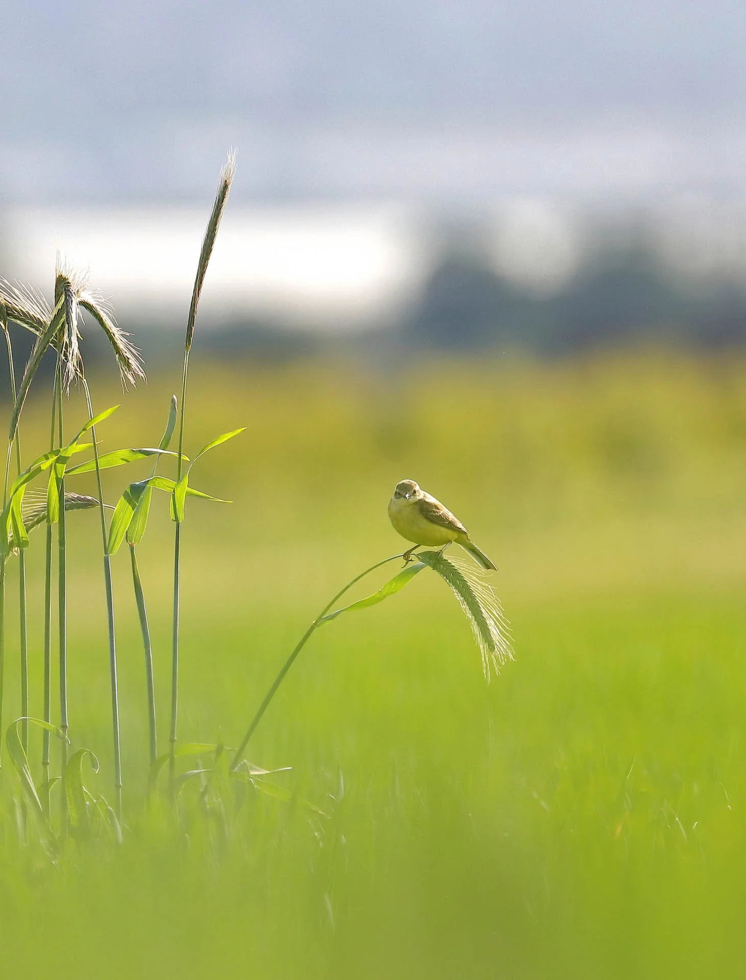 Small bird perched on a grass stalk in a grassy field with blurry background.
