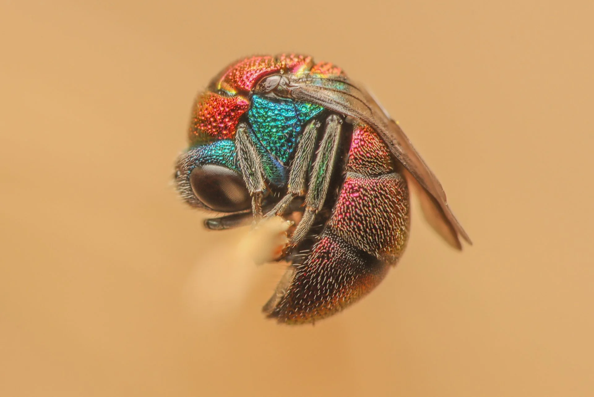 Close-up of a colorful metallic insect with iridescent red, blue, and green hues on a neutral background.