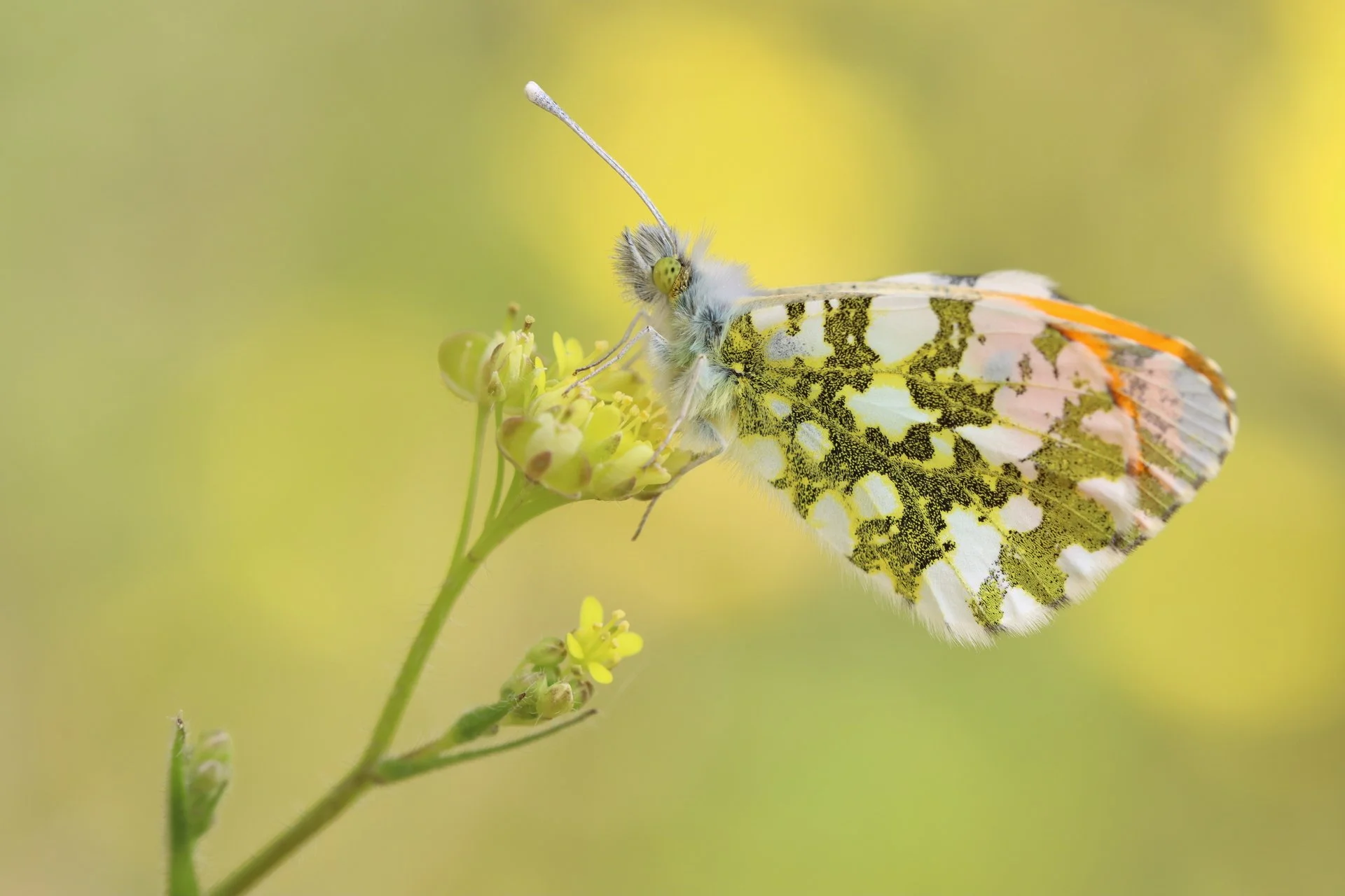 Close-up of a butterfly on a yellow flower with green and yellow speckled wings against a blurred natural background.