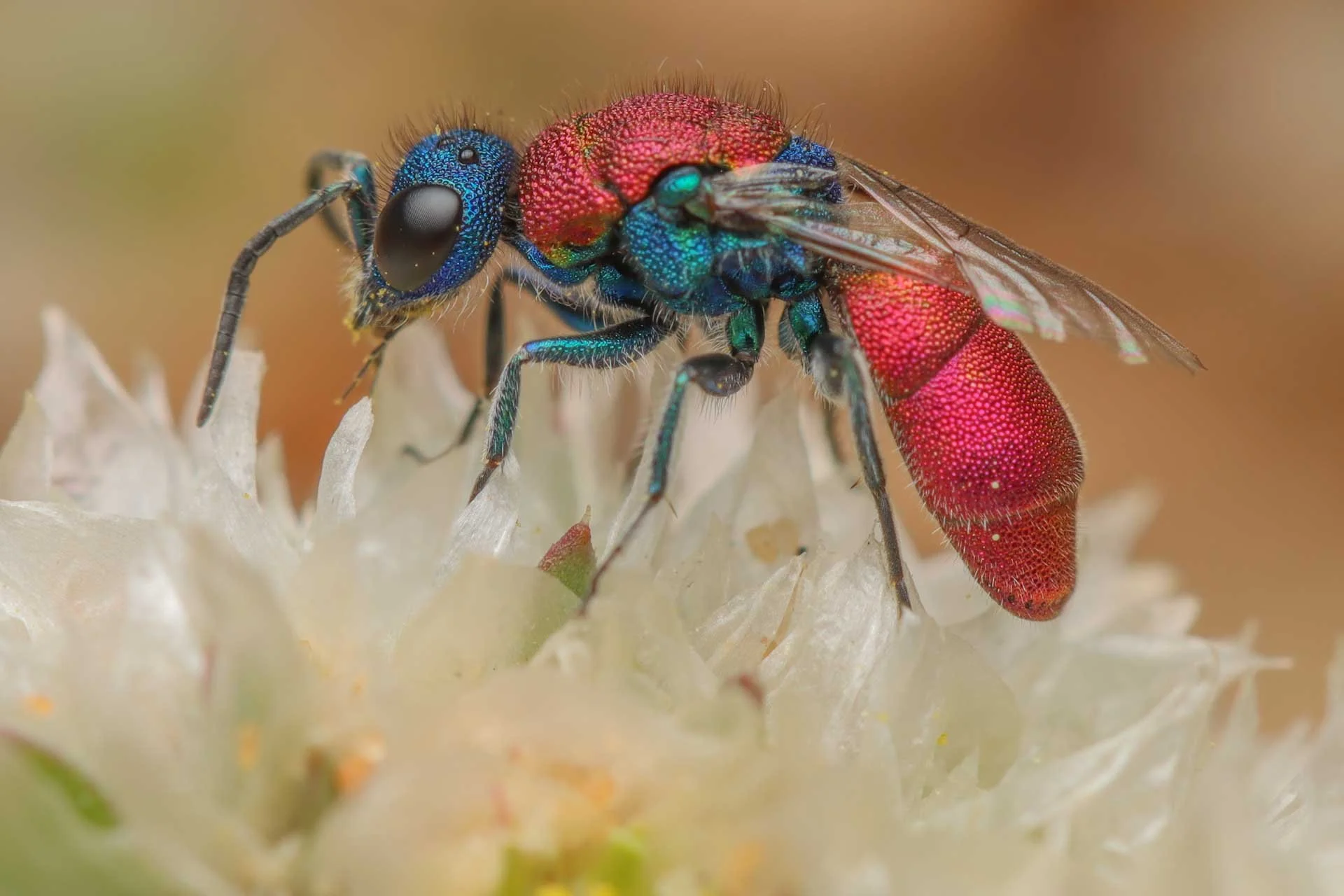 Gaya Rudner Borenshtein