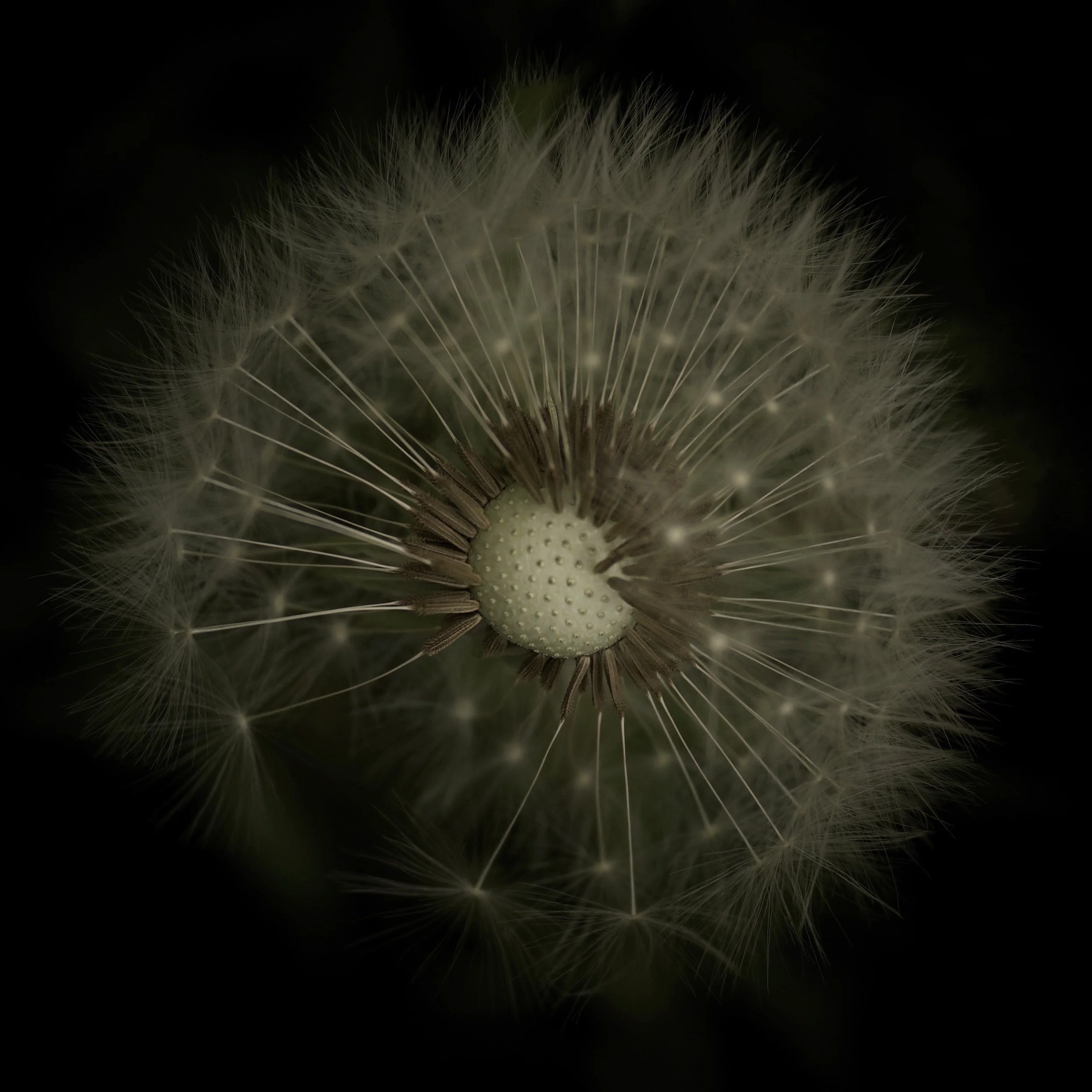 Close-up of a dandelion seed head against a dark background.