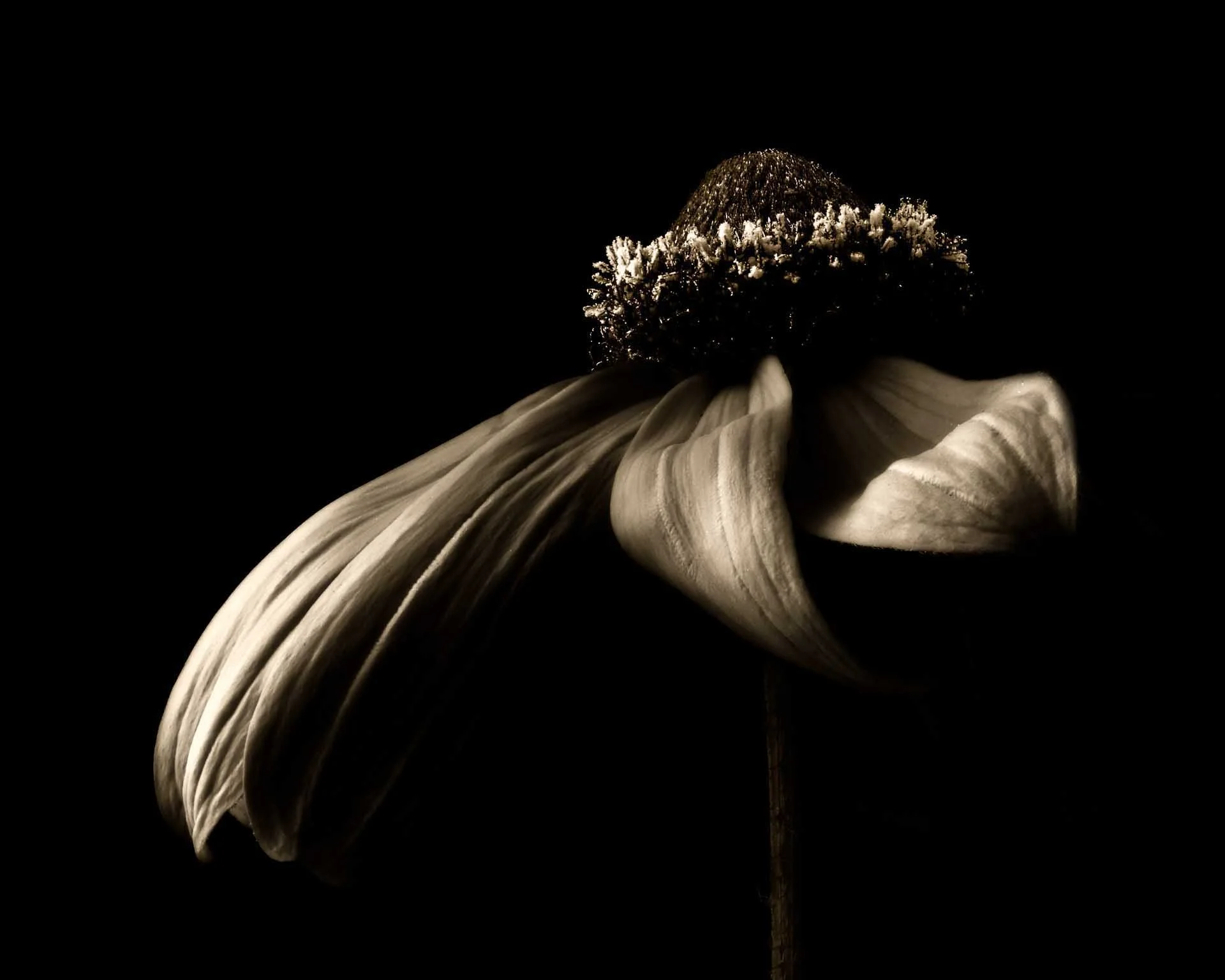 Judy Hancock-Holland