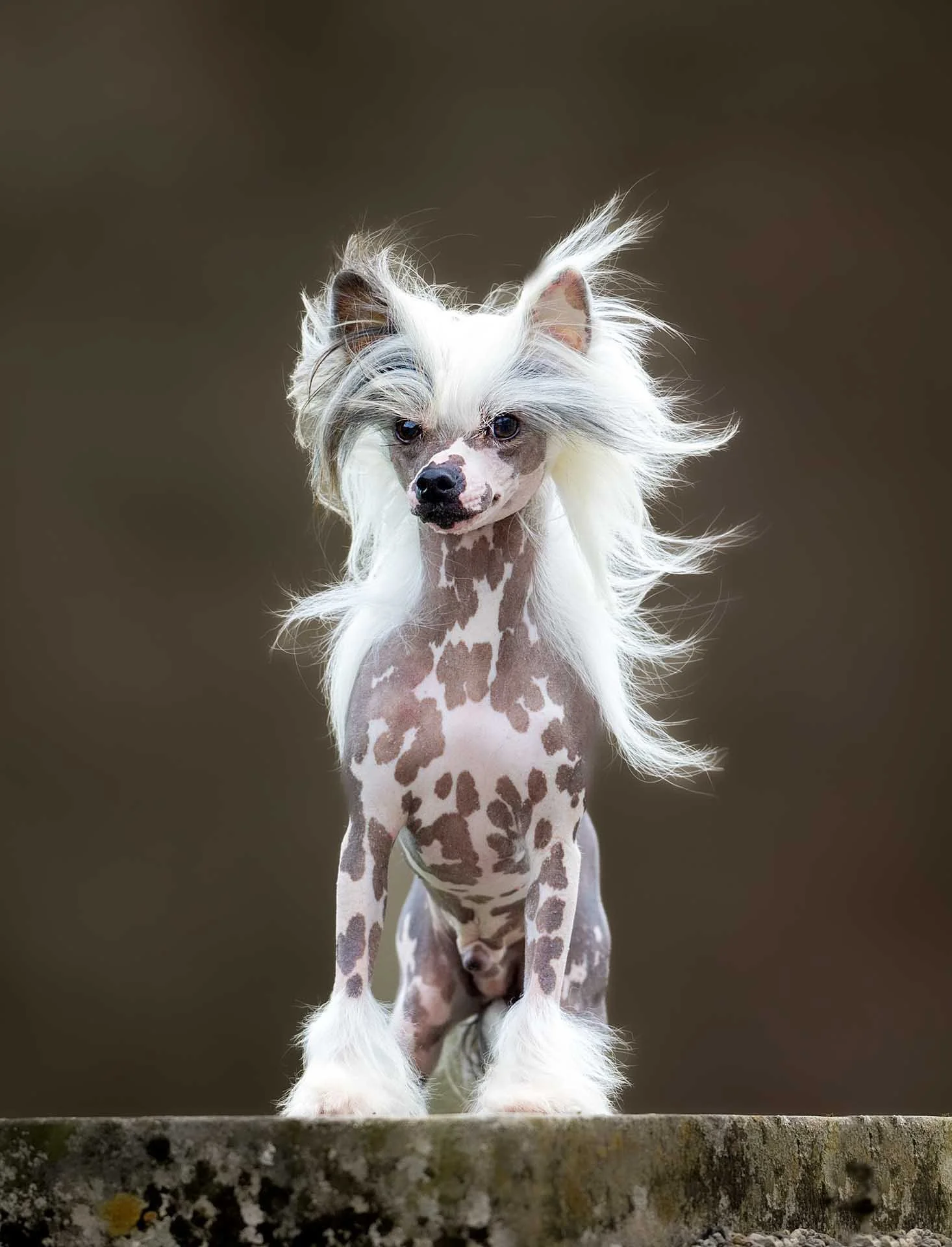 Julie Smith Caffrey-