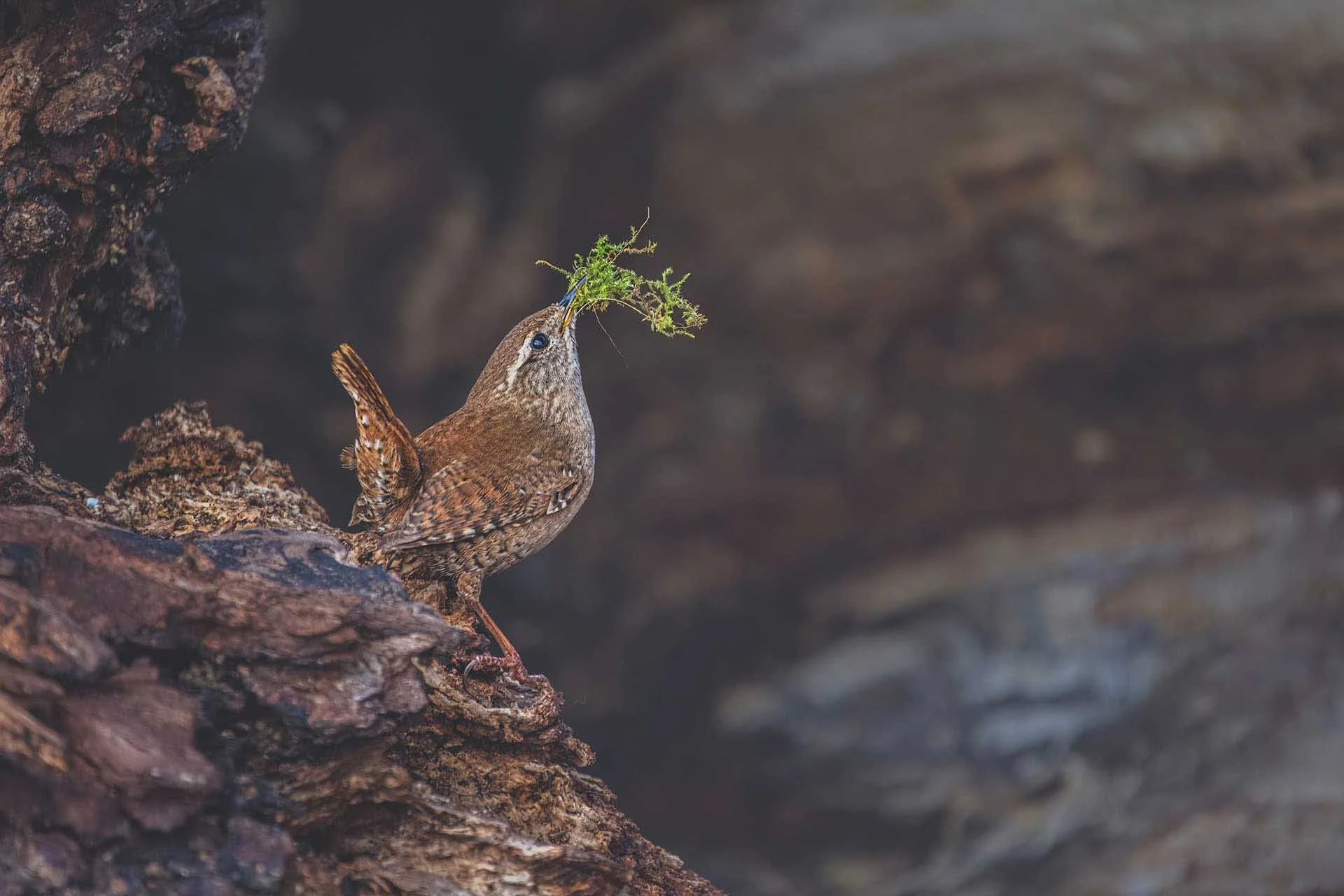 Sarah Williams-Longes