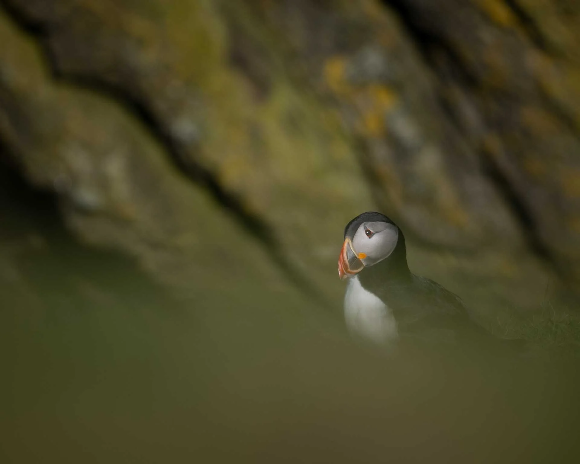 Sue MacCallum-Stewart