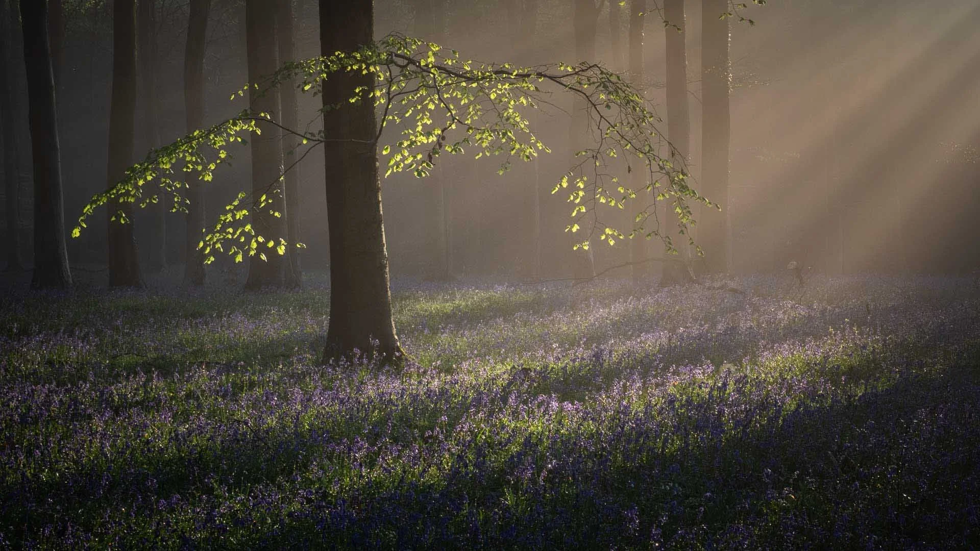 Sue MacCallum-Stewart