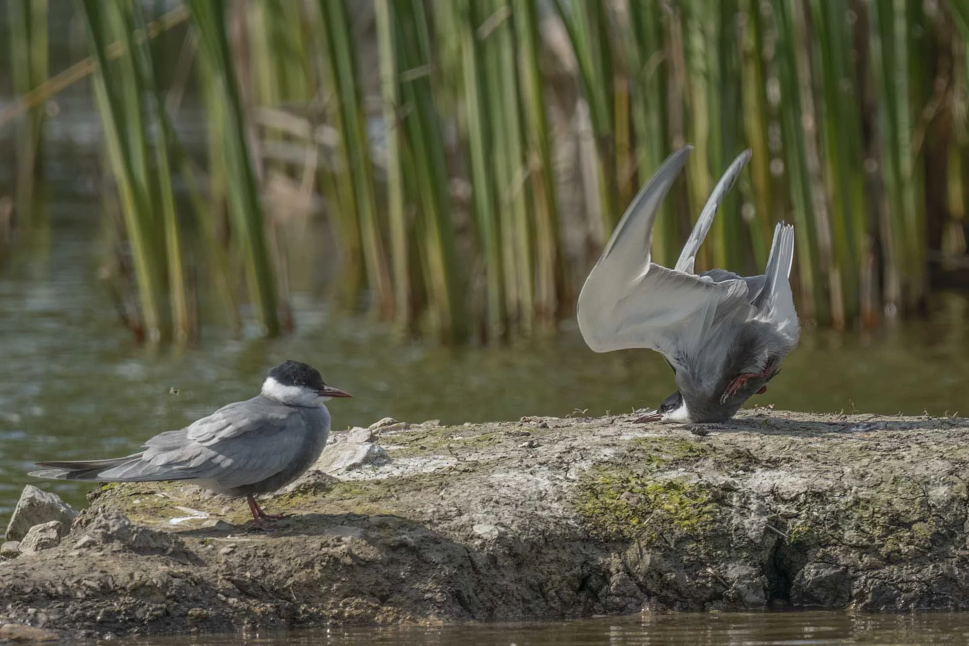 Bird Award: Damyan Petkov – Tern Crash Landing (A tern crash-landing near its mate) 