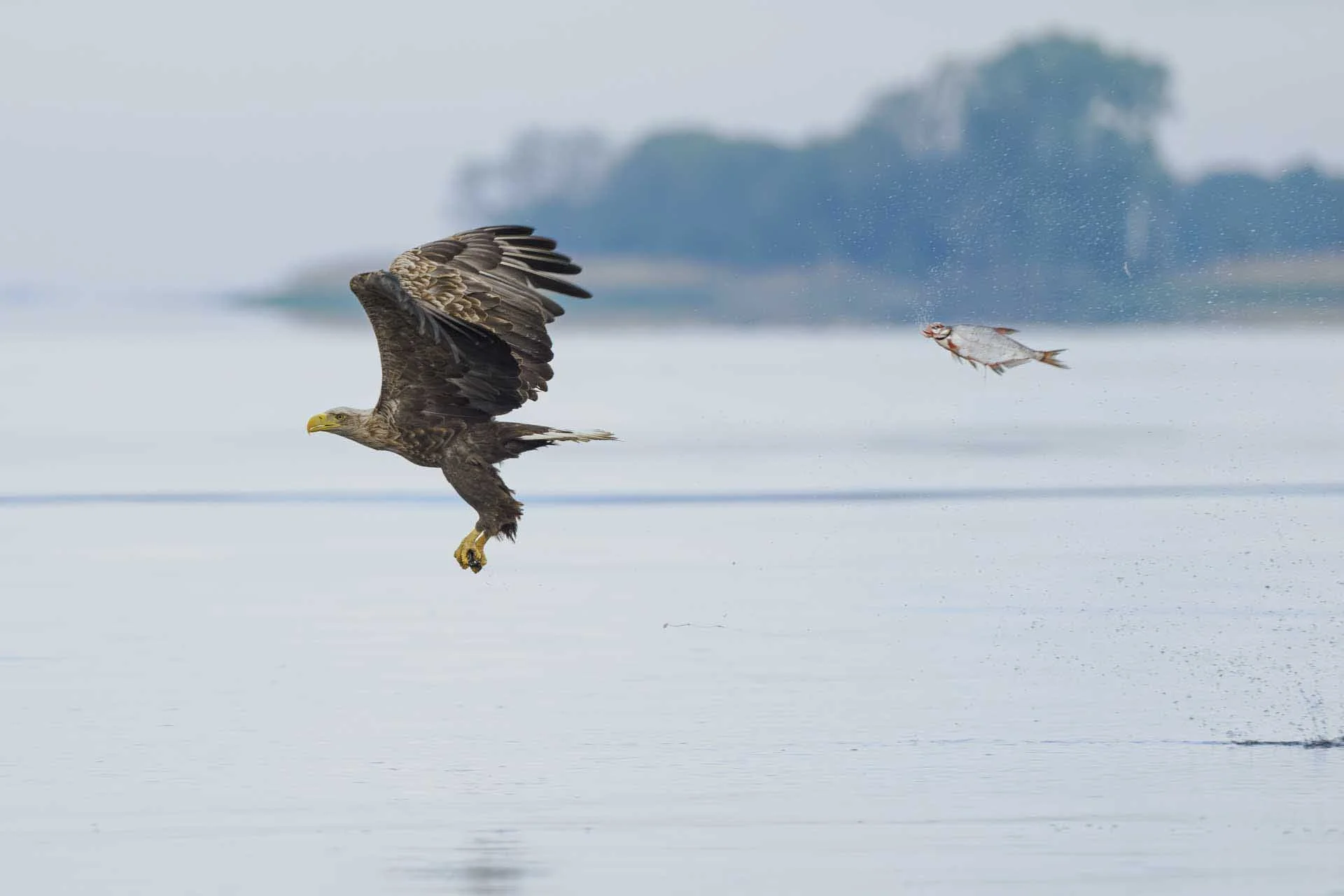  Fish & Aquatic Animals Award: Przemyslaw Jakubczyk – Eagle vs Bream (A bald eagle being chased by a bream) 