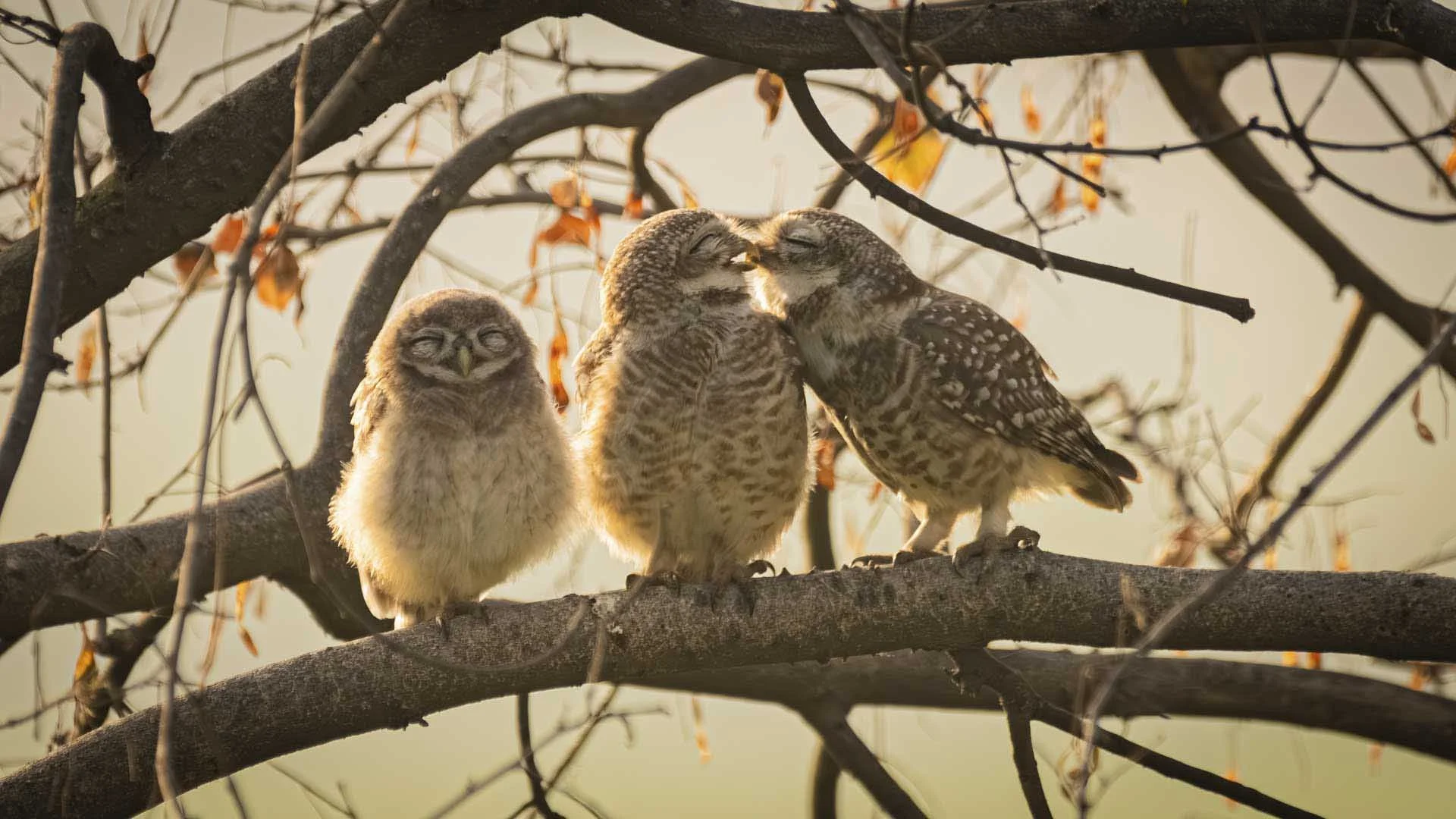  Nikon Junior Award (U16): Sarthak Ranganadhan – Smooching Owlets (Two owlets appearing to share a kiss) 