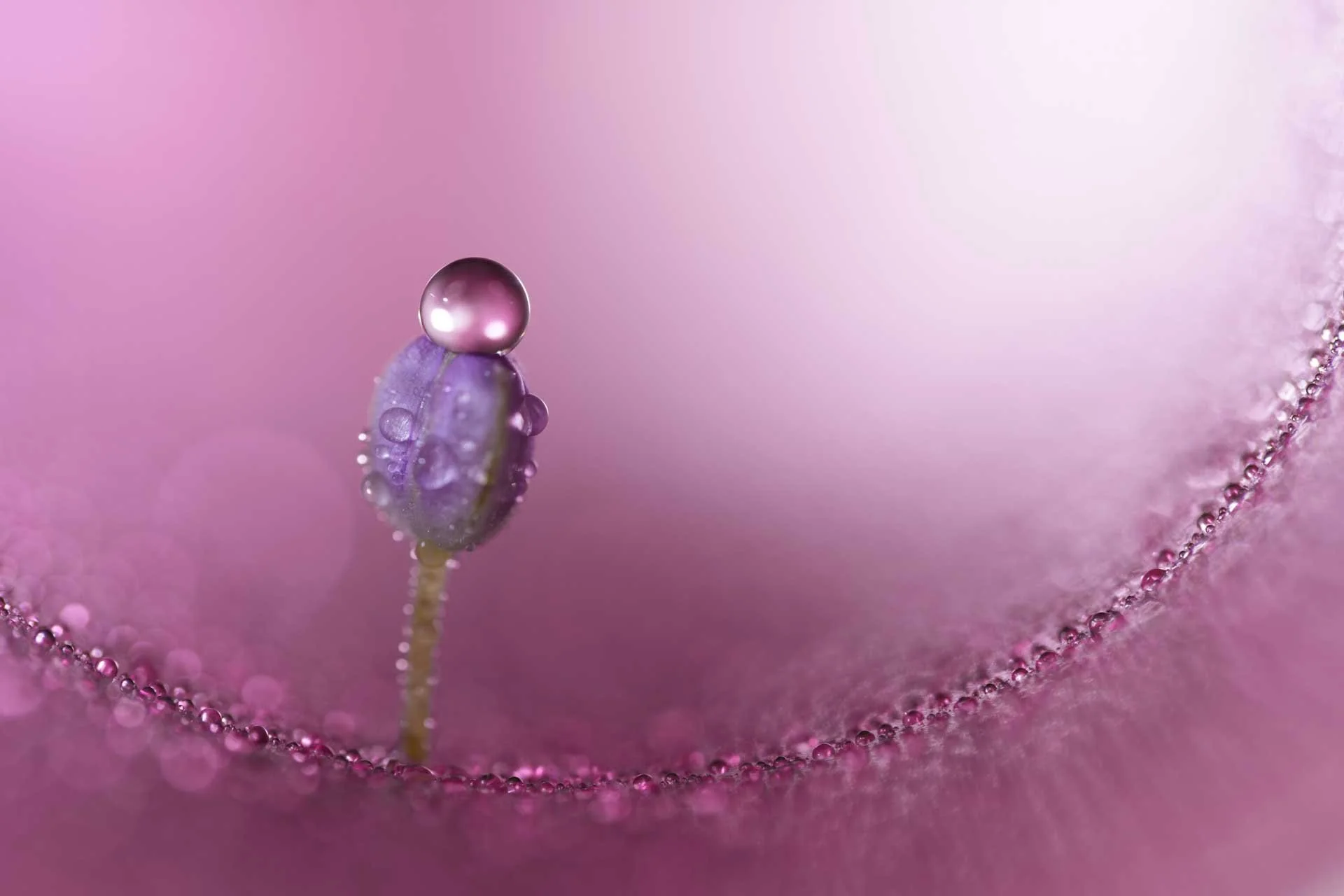 This image was shot using the FE 100mm F2.8 Macro GM OSS on the Sony A7RV.