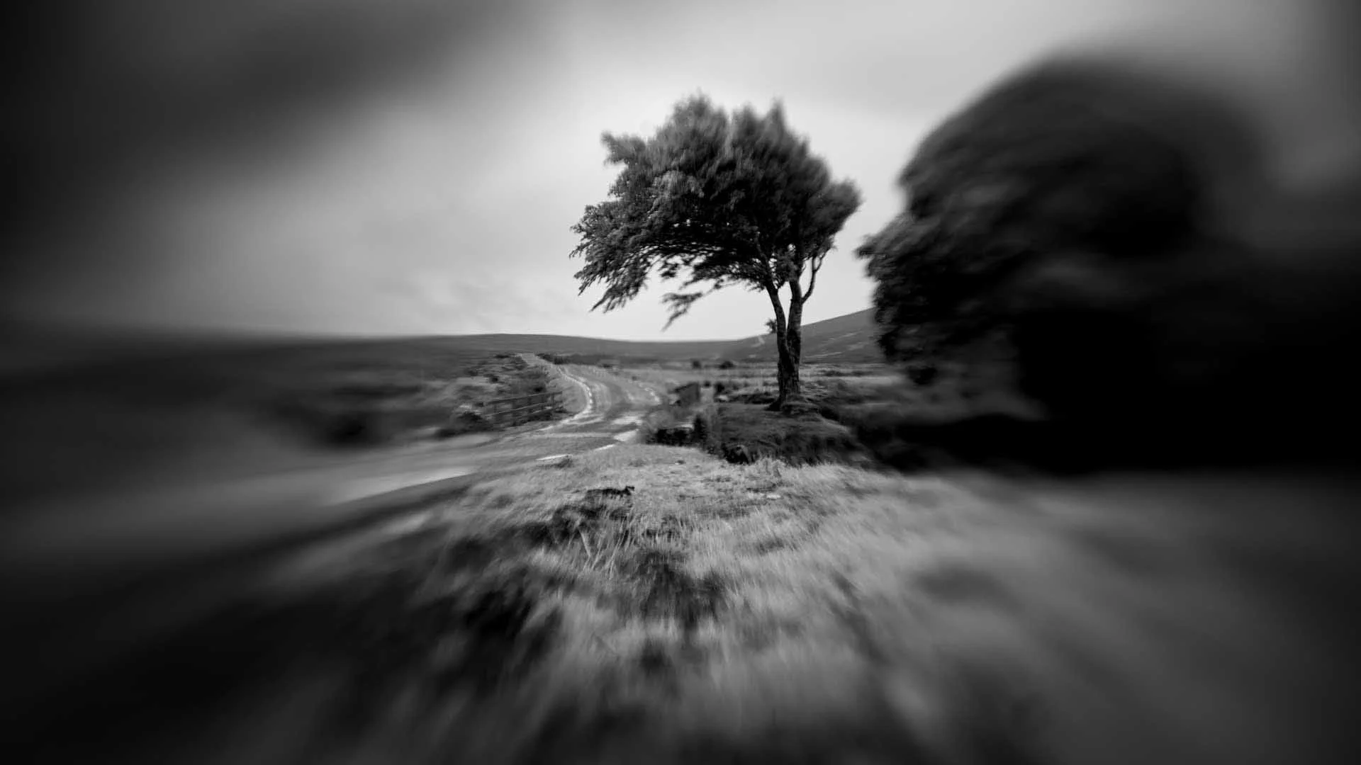  Image Credit: Angela Nicholson. This image was shot using a Lensbaby Sweet 22 lens on the Sony A1.  