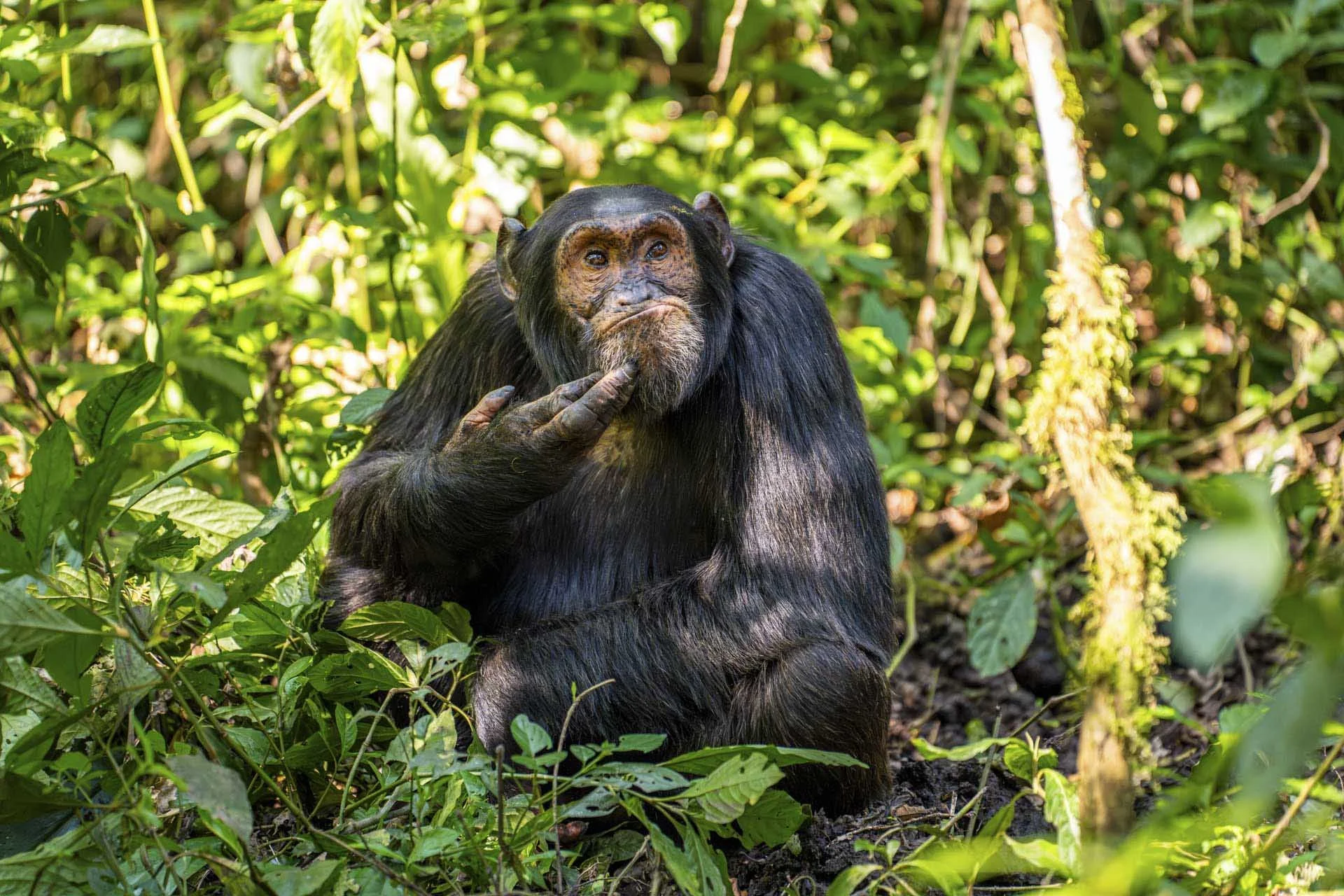  Arvind Mohandas - The Contemplative Chimpanzee 