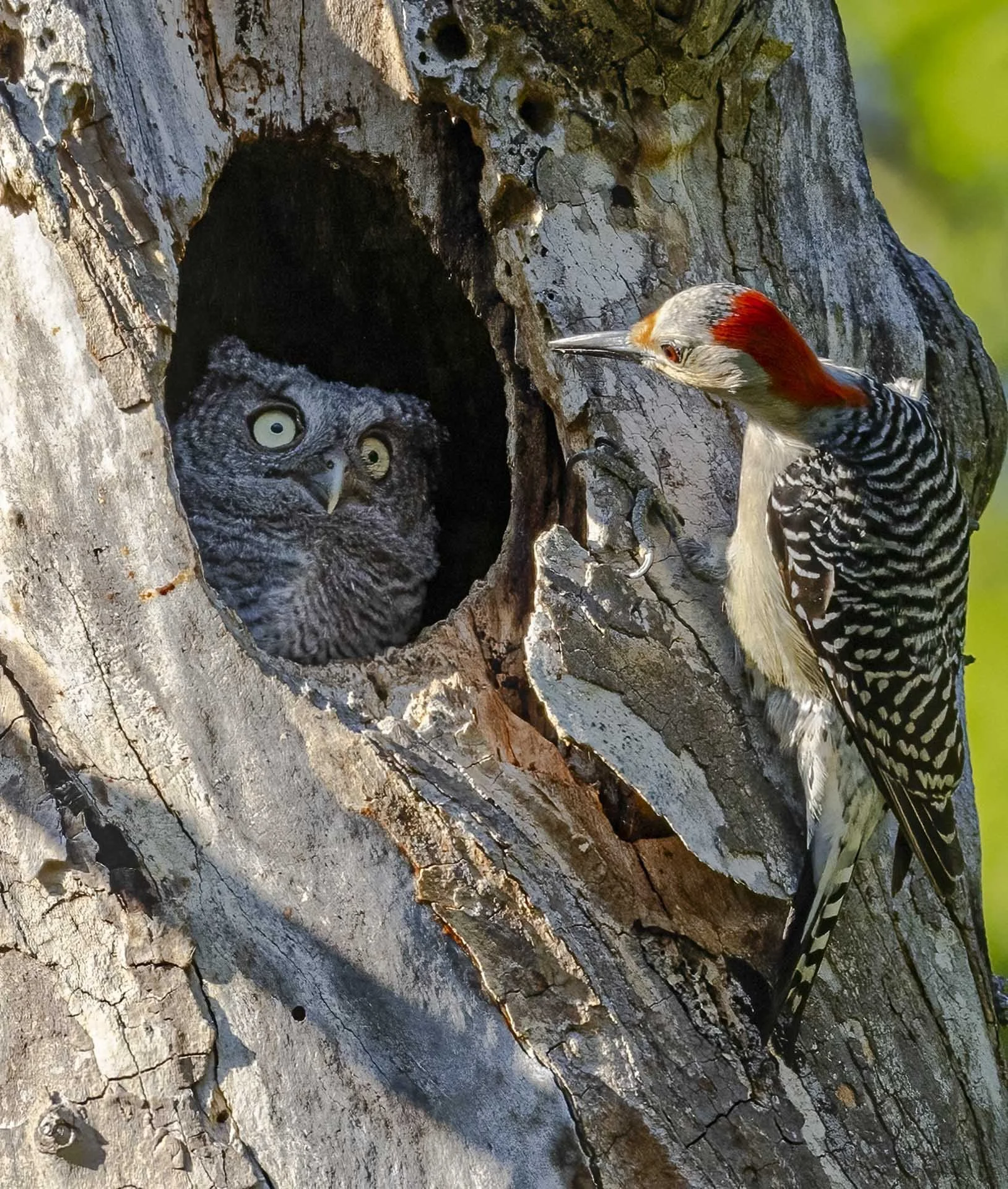  Randy Herman - You’re Not my Mother 