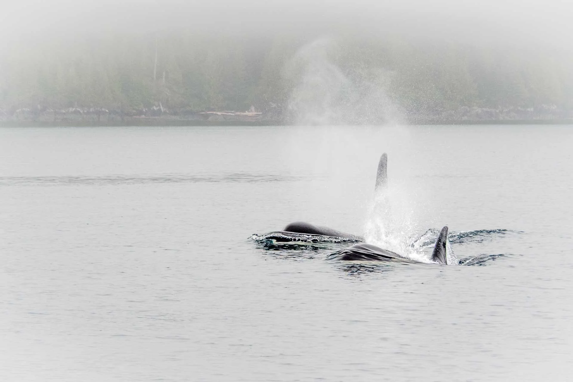 Judy Hancock Holland