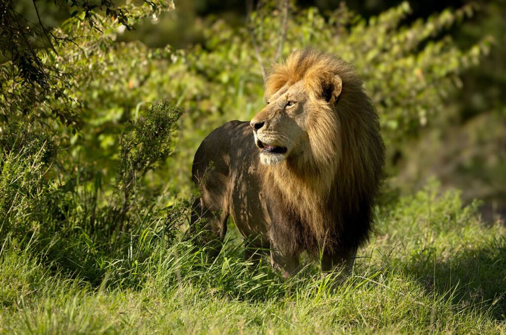 Male lion standing in tall green grass, mane lit by sunlight as he looks to the right, partially shaded by surrounding bushes.
