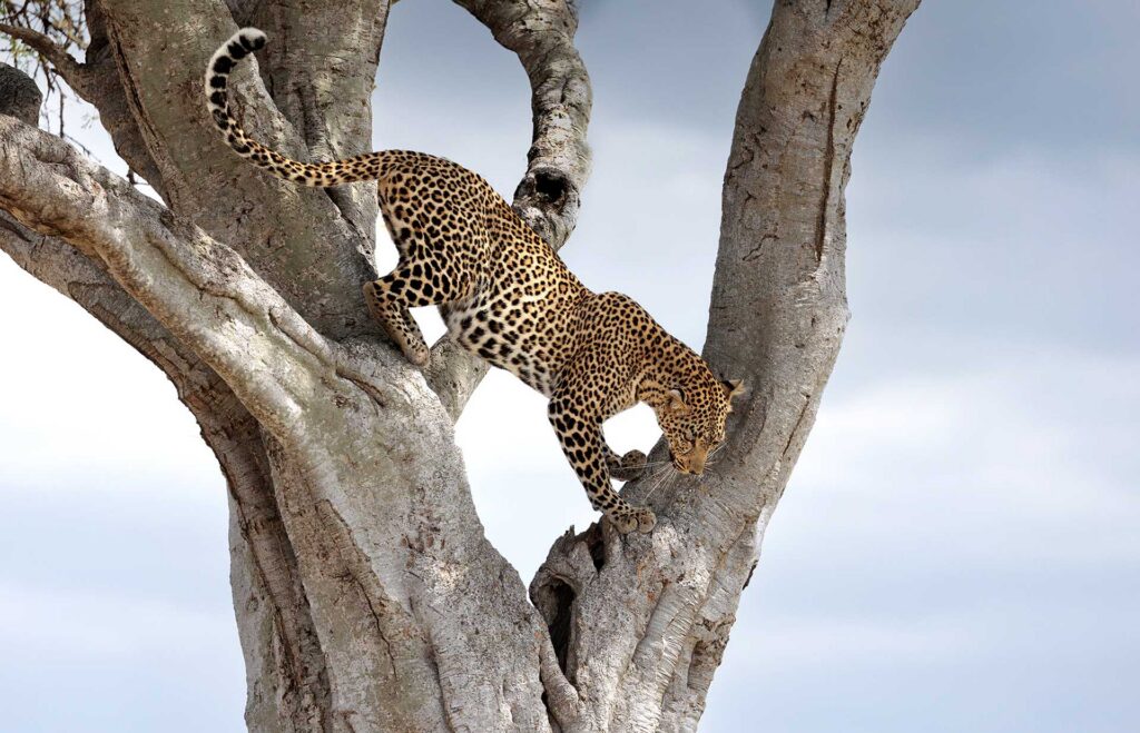 Leopard climbing down the fork of a pale tree, spotted body stretched along the trunk against a light sky.
