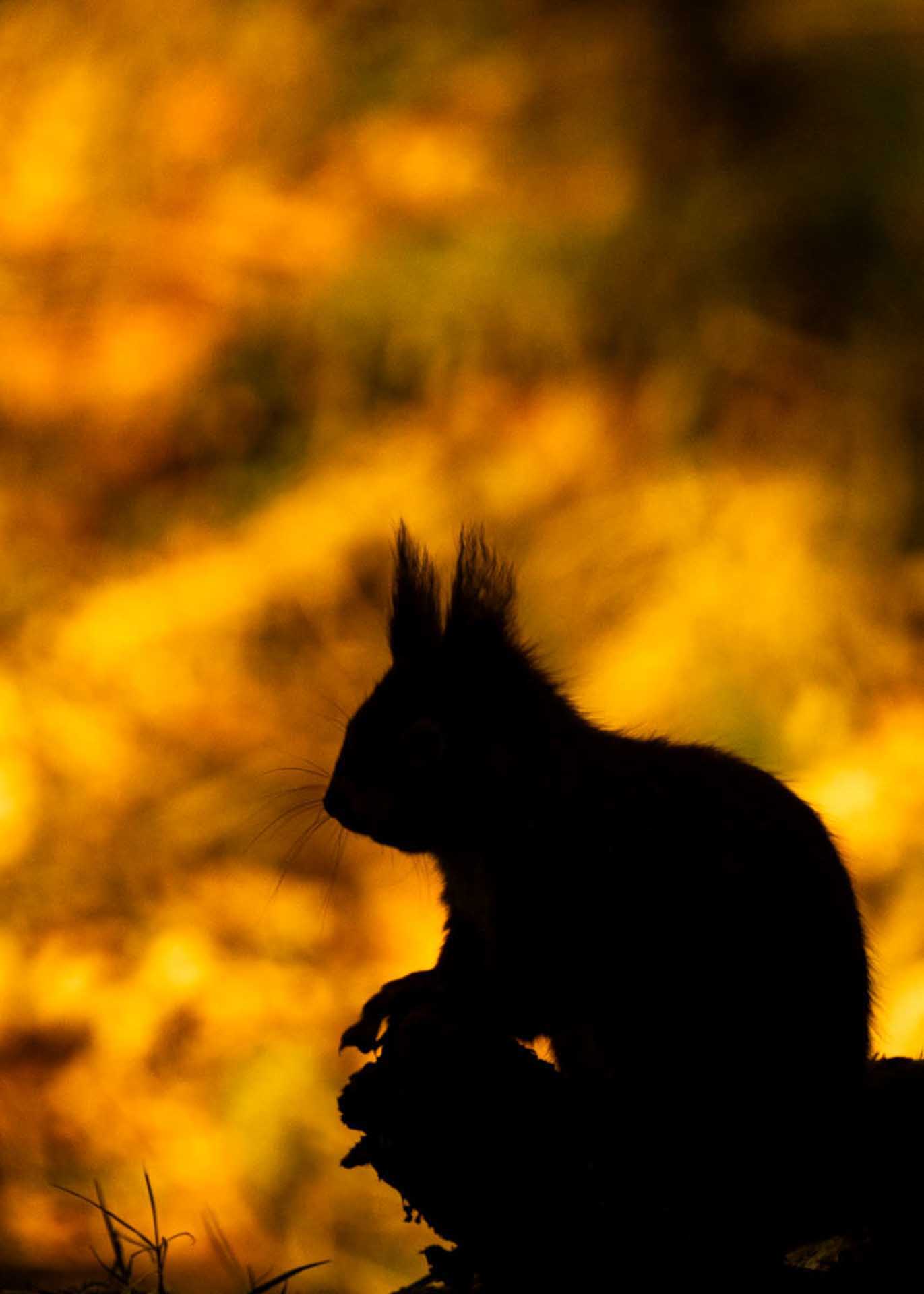 Silhouette of a squirrel perched on a rock, backlit by warm golden foliage.