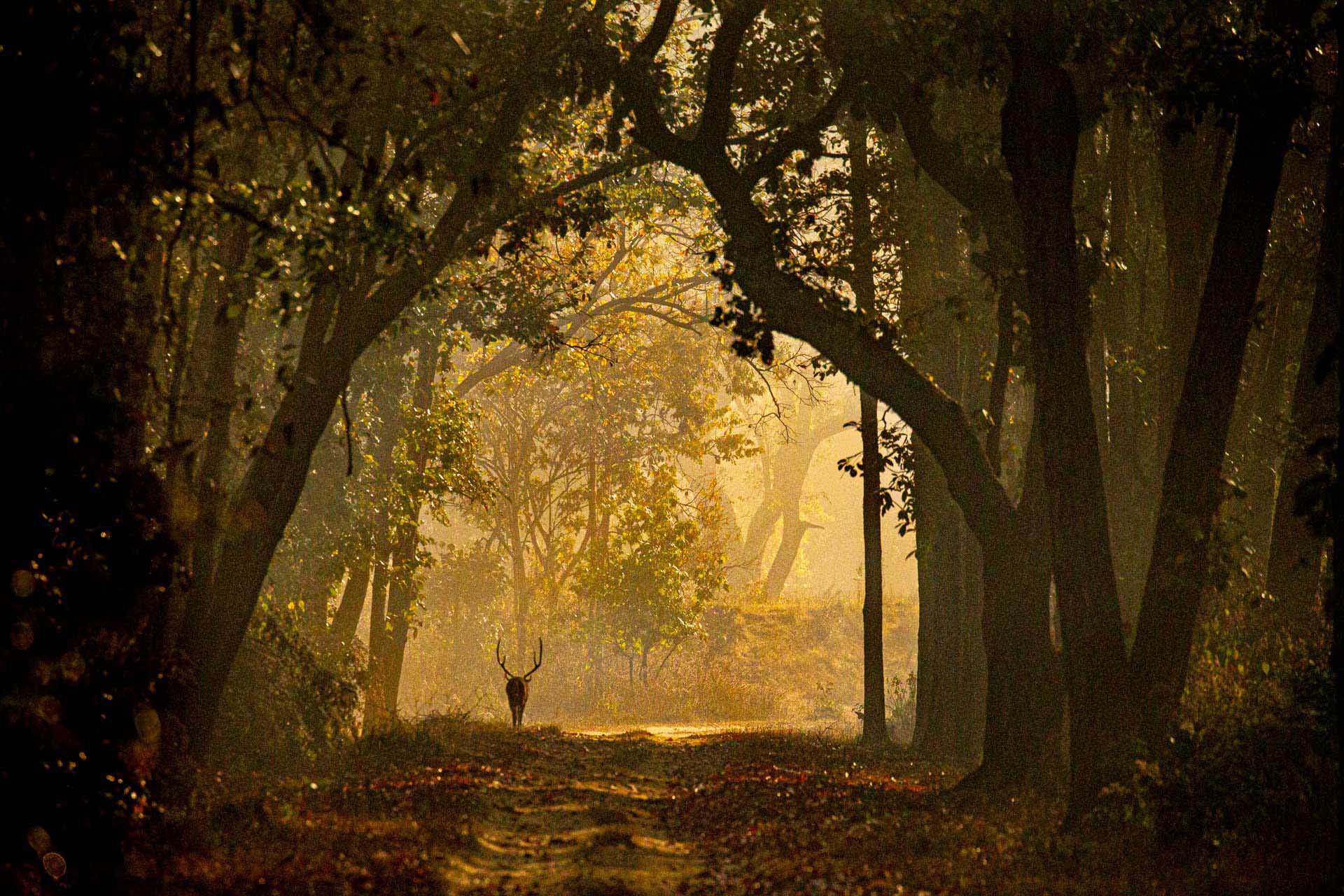 Deer standing on a forest path framed by arching trees and golden autumn light.