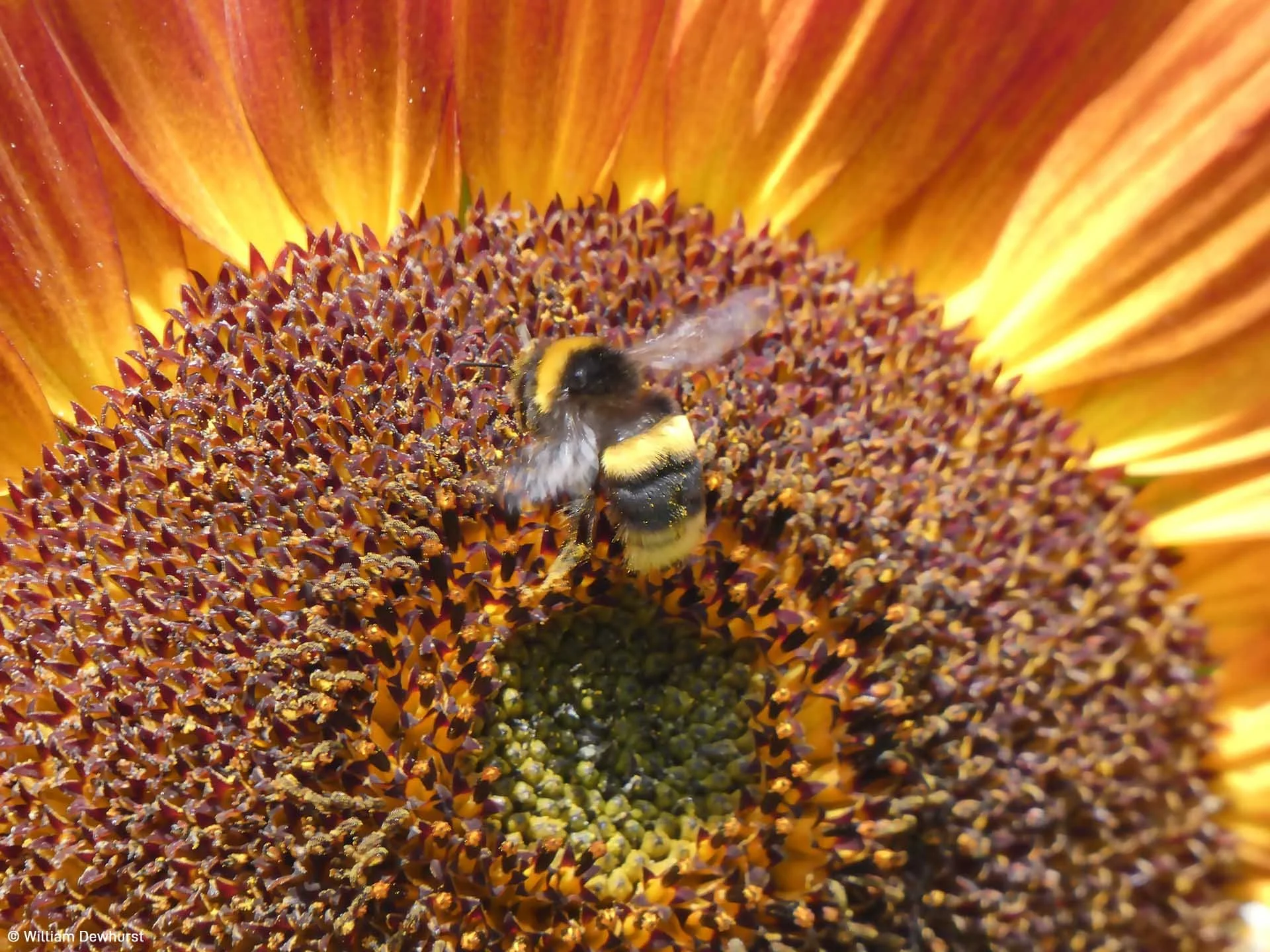  Image credit: William Dewhurst	Bee's Breakfast	I caught this bee having breakfast on a large sunflower at Bignor Roman Villa in West Sussex, England. Without bees to pollinate, there would be far less food in the world. 