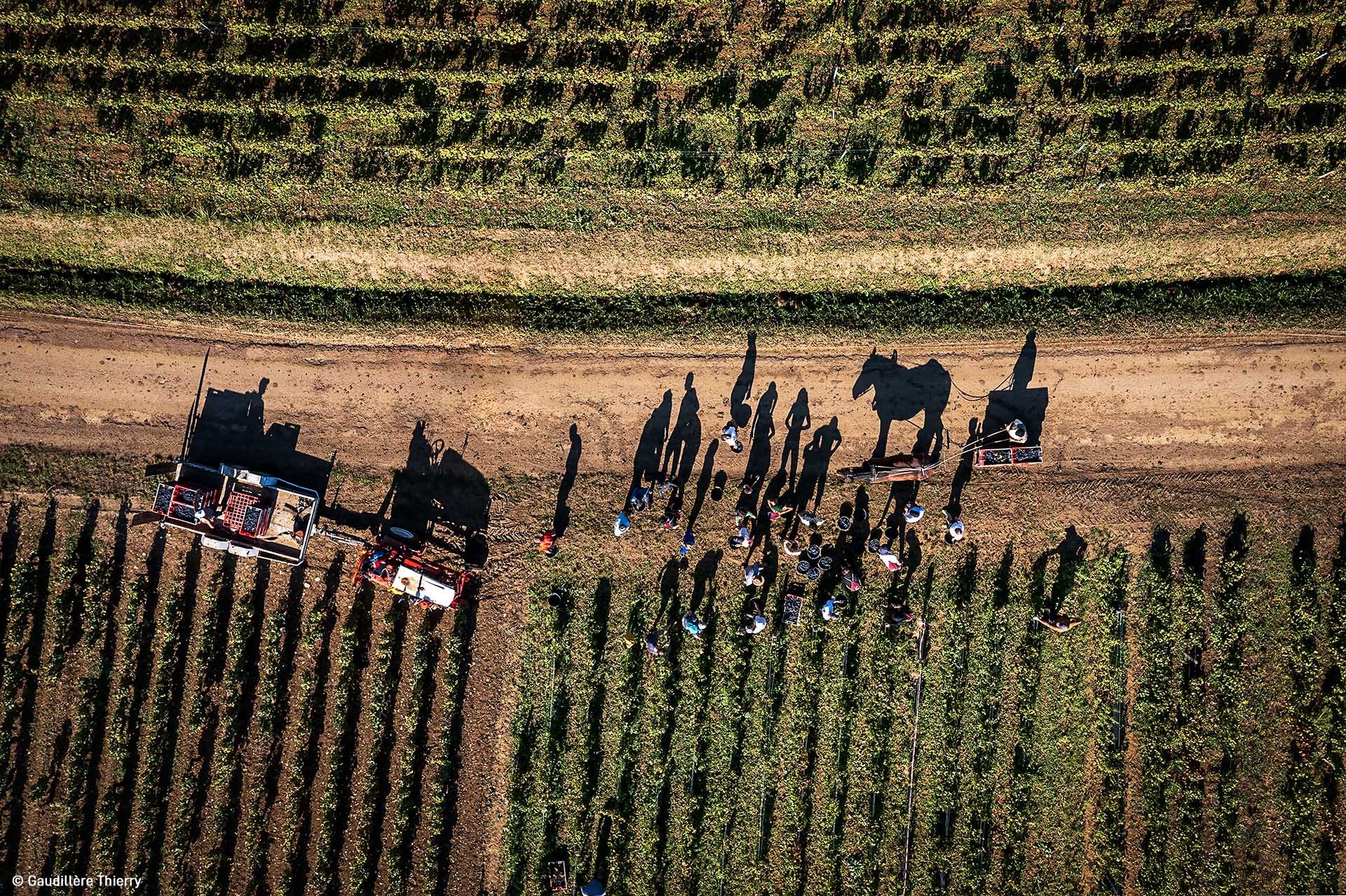  Image credit: Gaudillère Thierry	Harvest in Volnay, Burgundy	The domaine is harvesting a vine in Volnay, Burgundy with the help of a horse. 