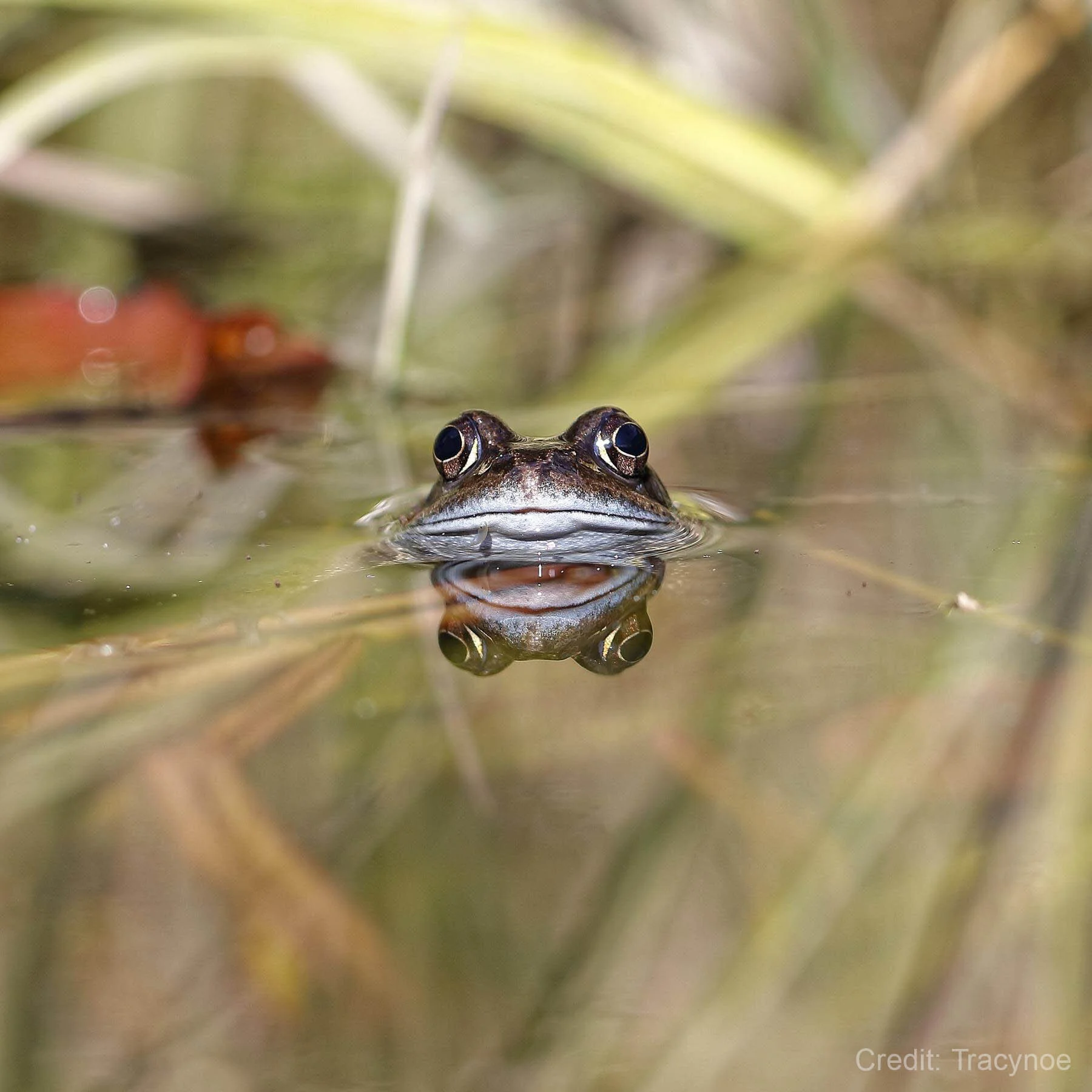 Forest scene with trees and ferns in the misty light