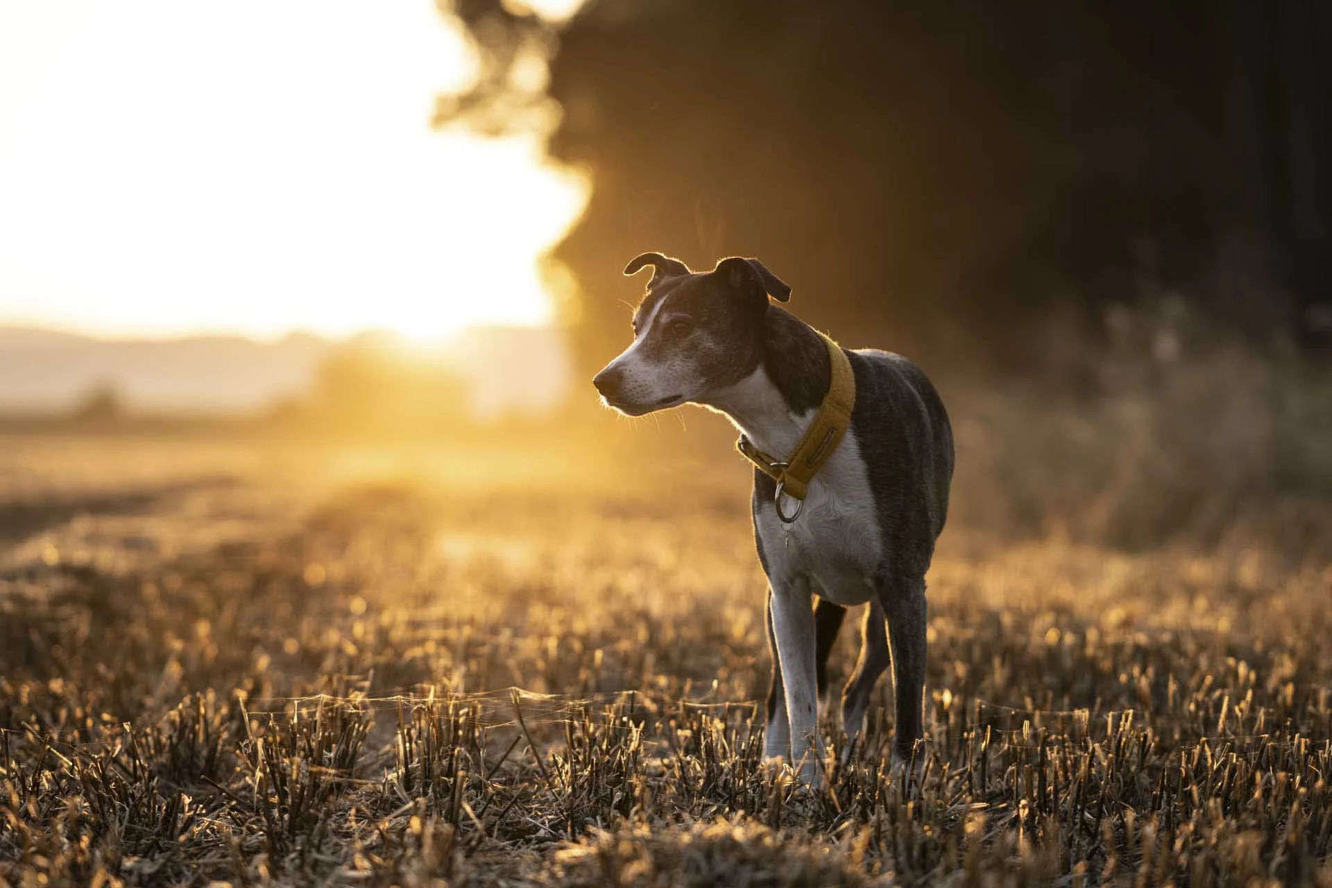 Chantal Macleod-Holdsworth